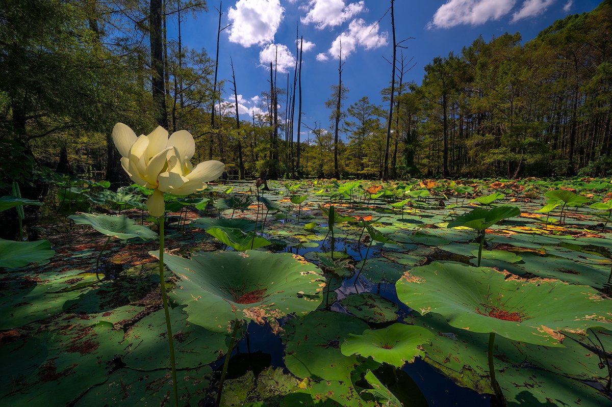 Lotus Lake-1200.jpg