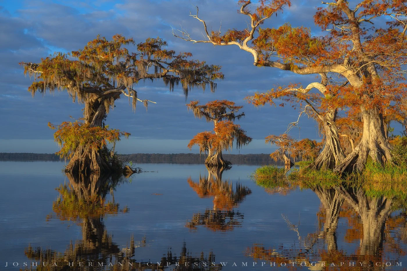 Old Florida Cypress Swamp
