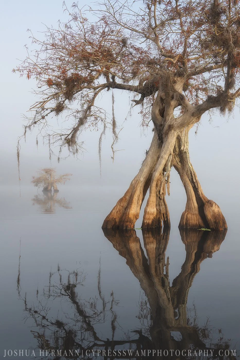 Florida cypress in fog