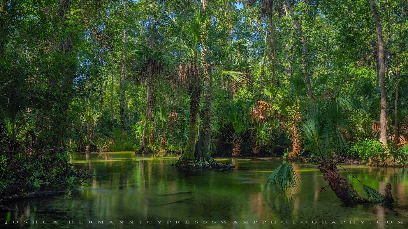 Florida Spring