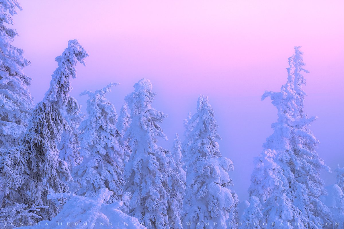 frozen trees of the arctic circle alaska