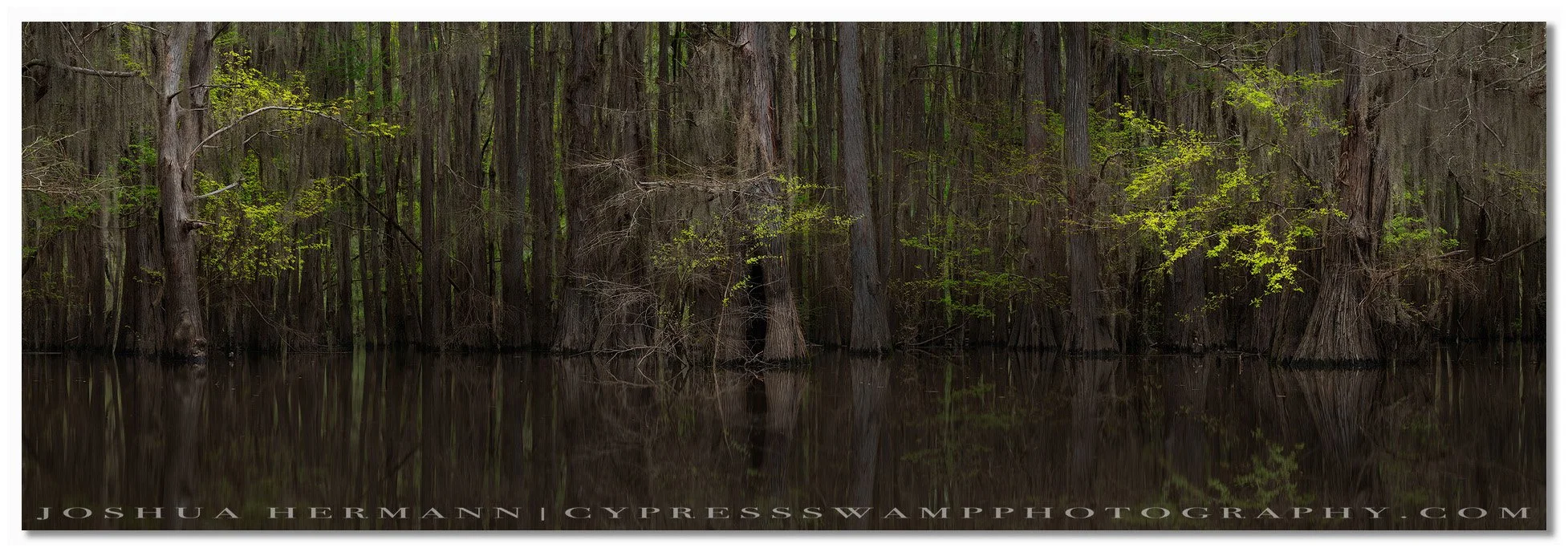 spring in the cypress swamp