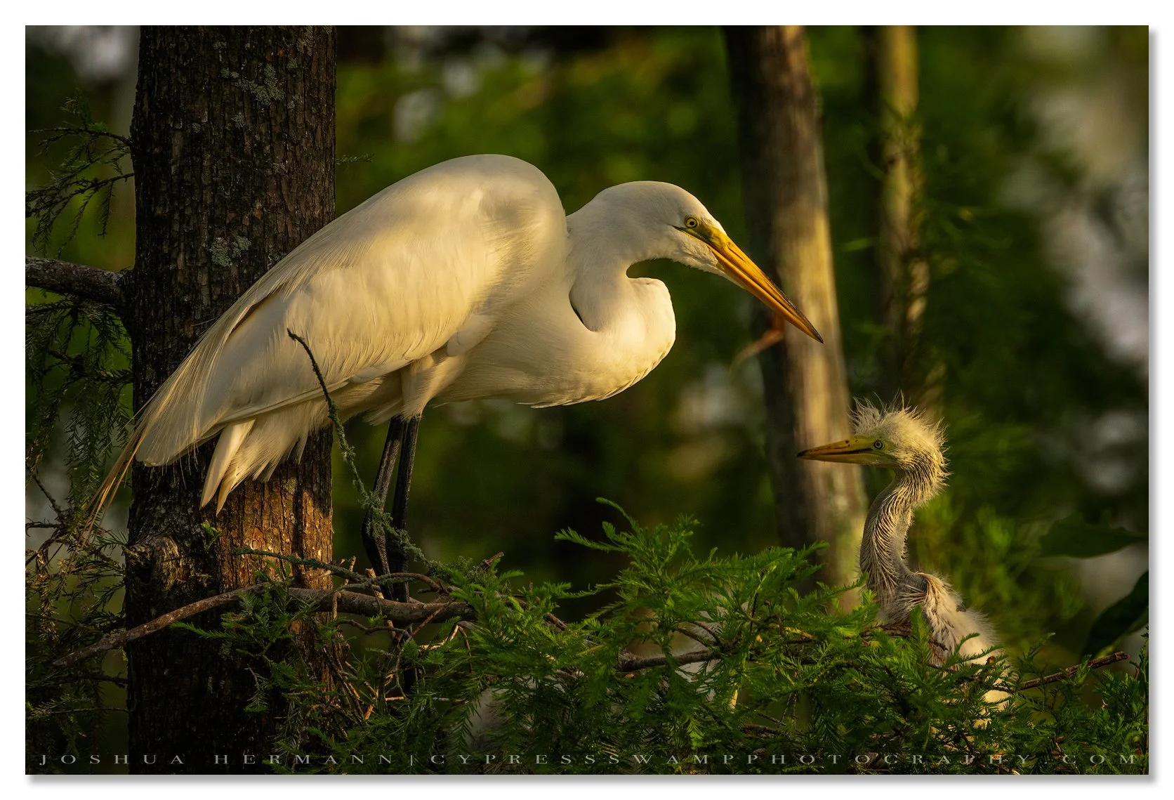 nesting egrets in a rookery in Louisiana