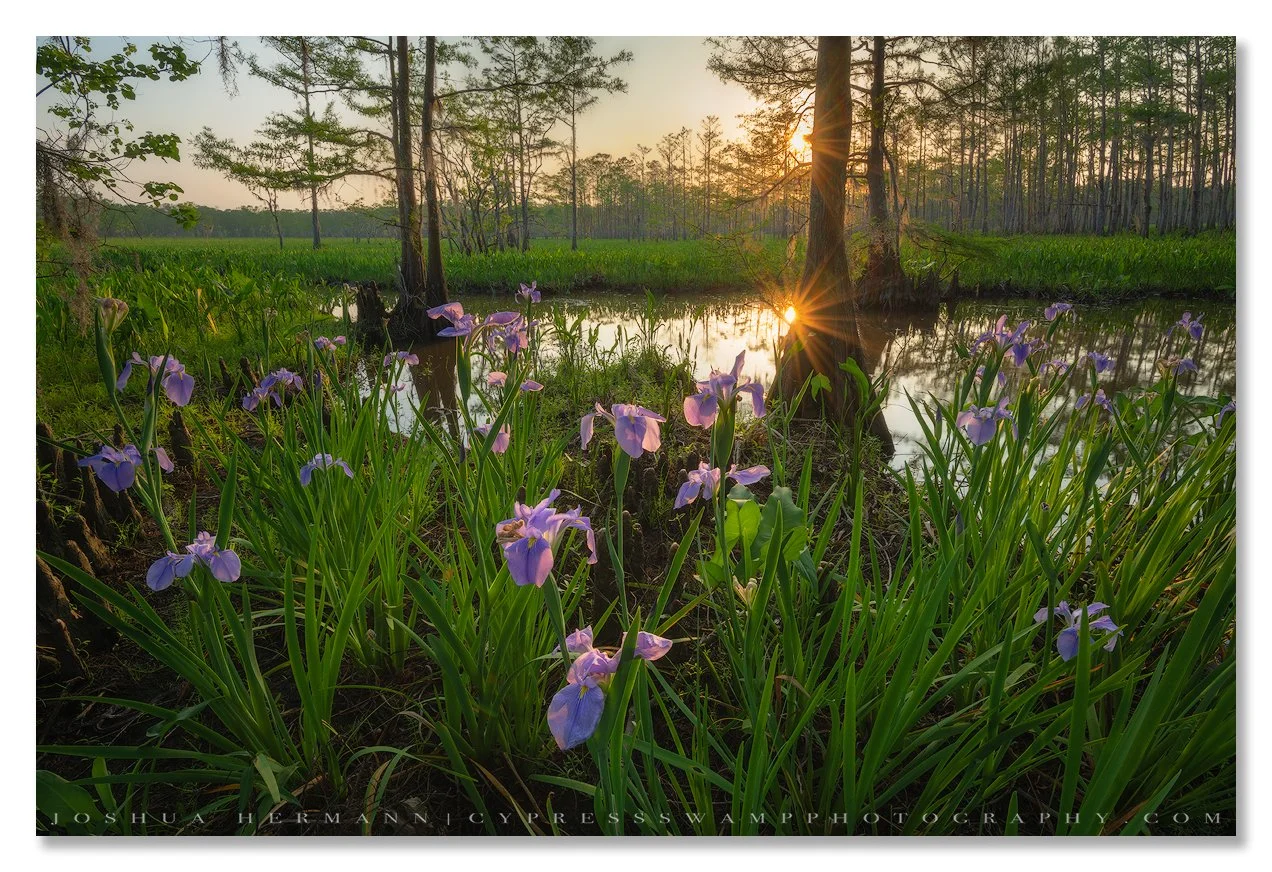 wild louisiana iris bloom in the understory of the swamp