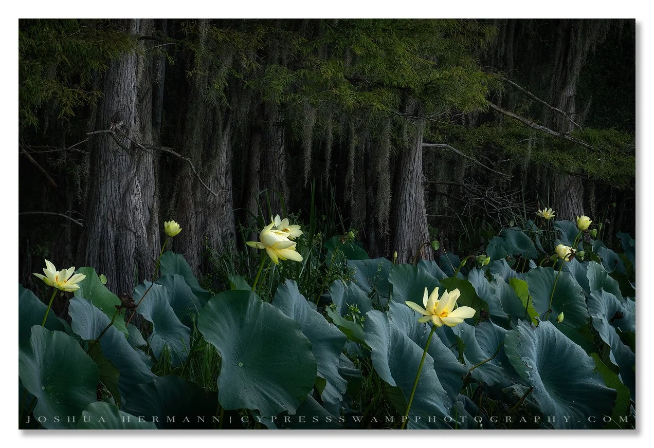 lotus flowers bloom in the cypress swamp