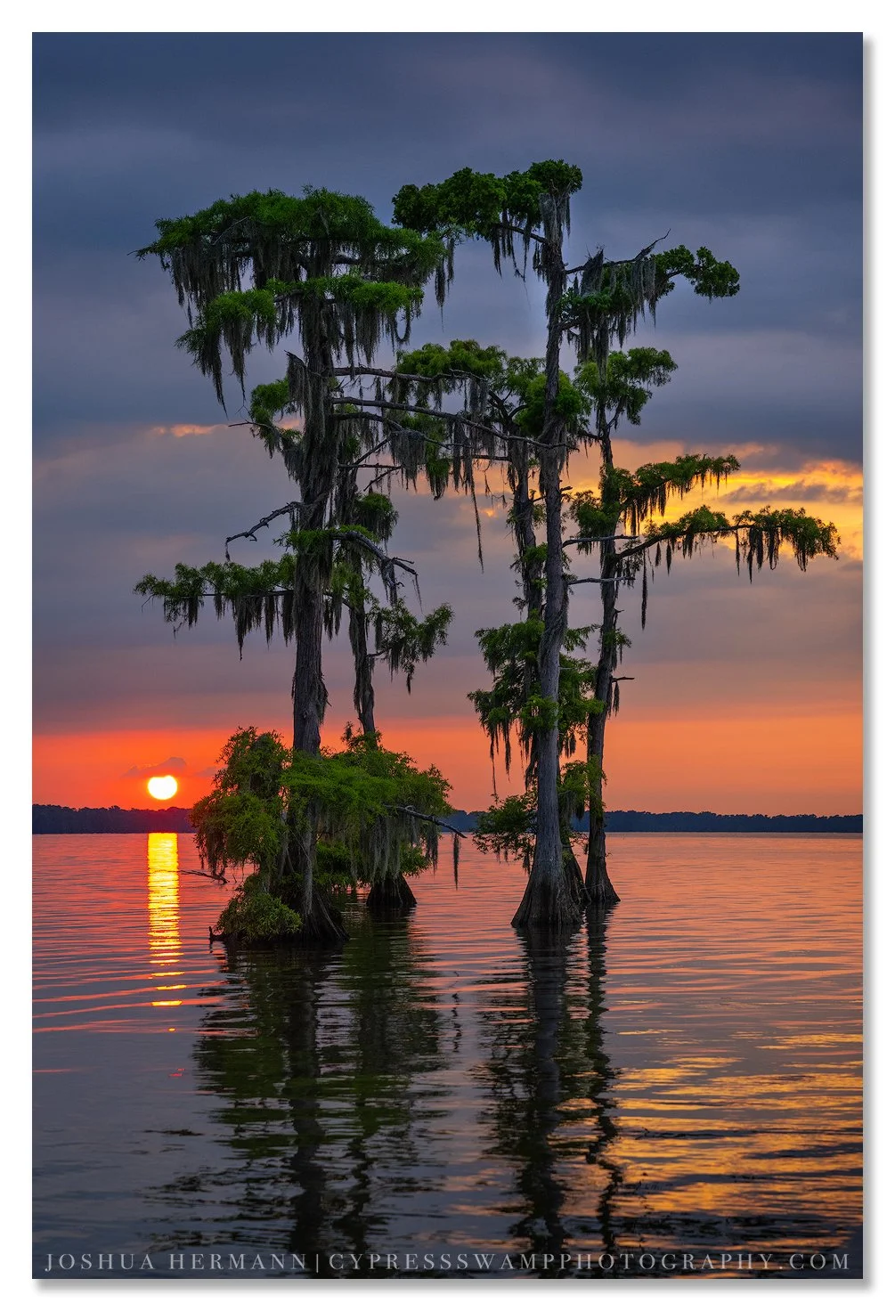 a vivid sunset in the manchac swamp