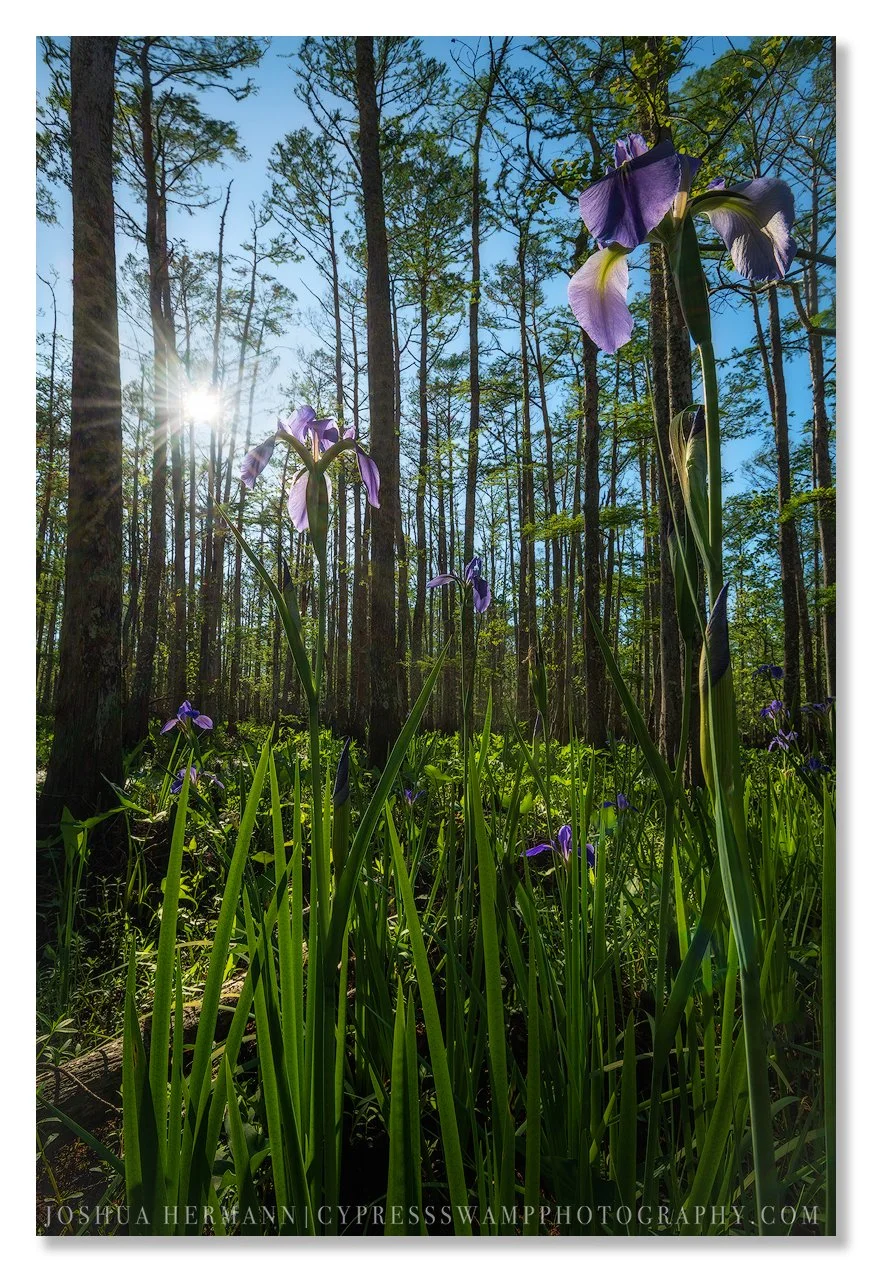 wil louisiana iris grow in the dense understory of the cypress swamp