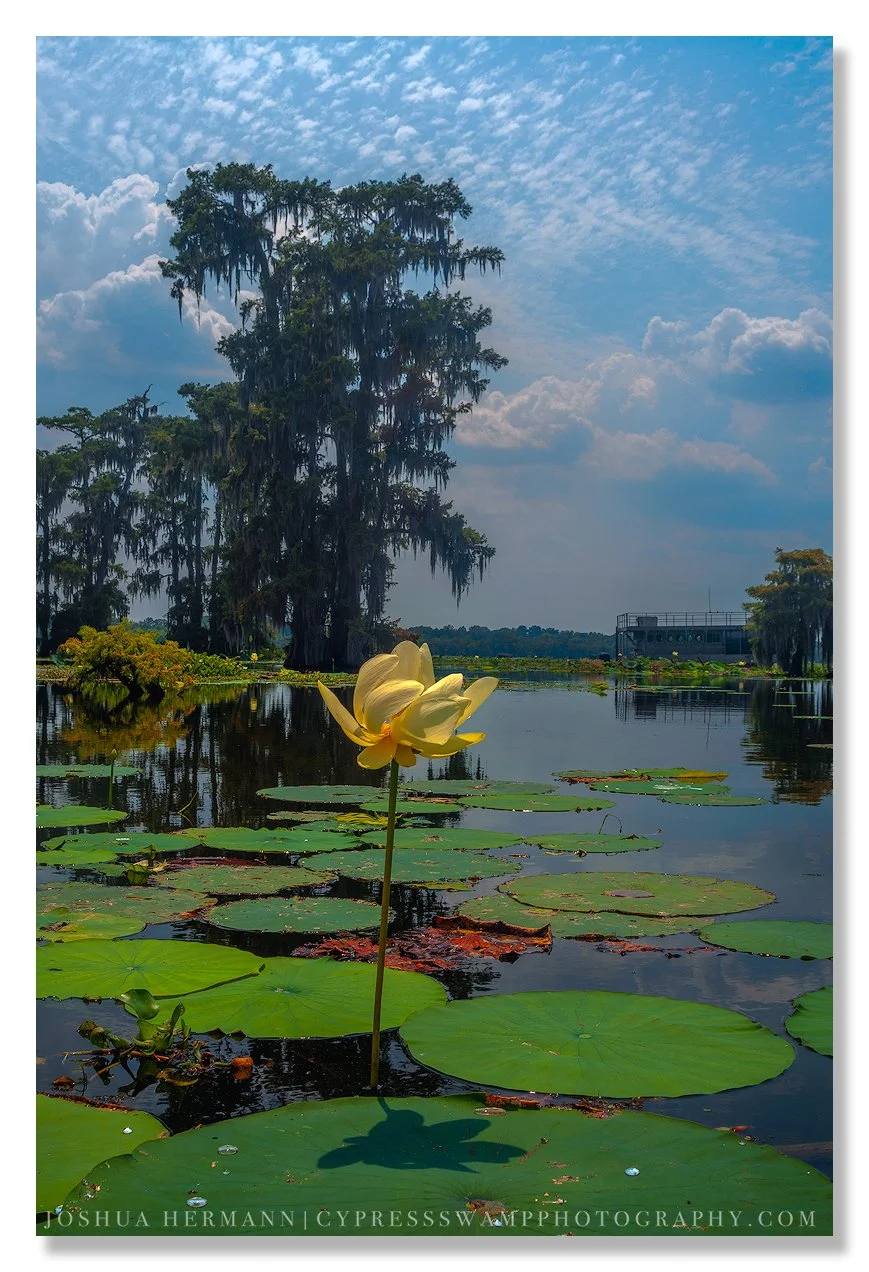 american lotus bloom in the louisiana swamp