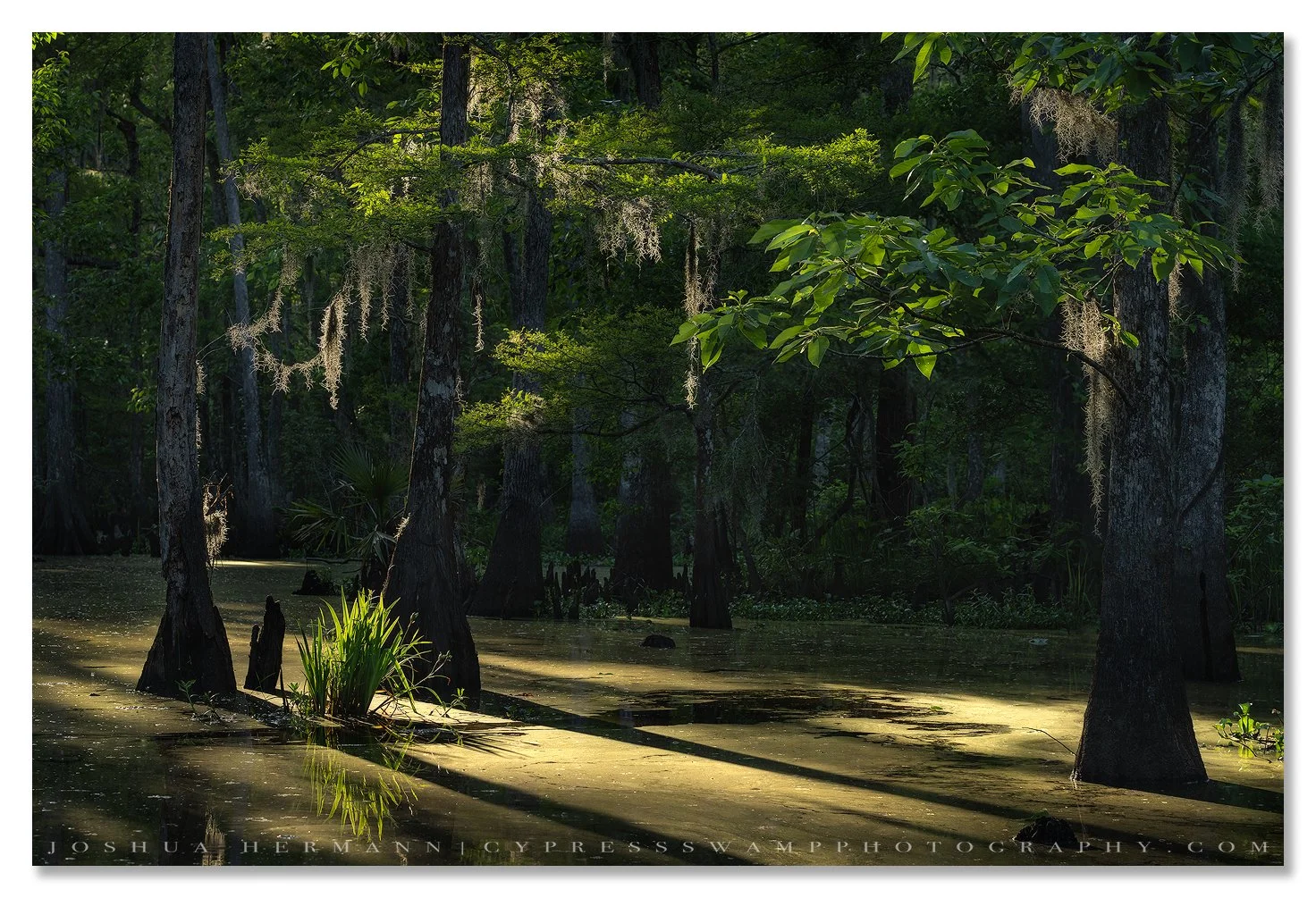 lush and green cypress and tupelo in the manchac swamp