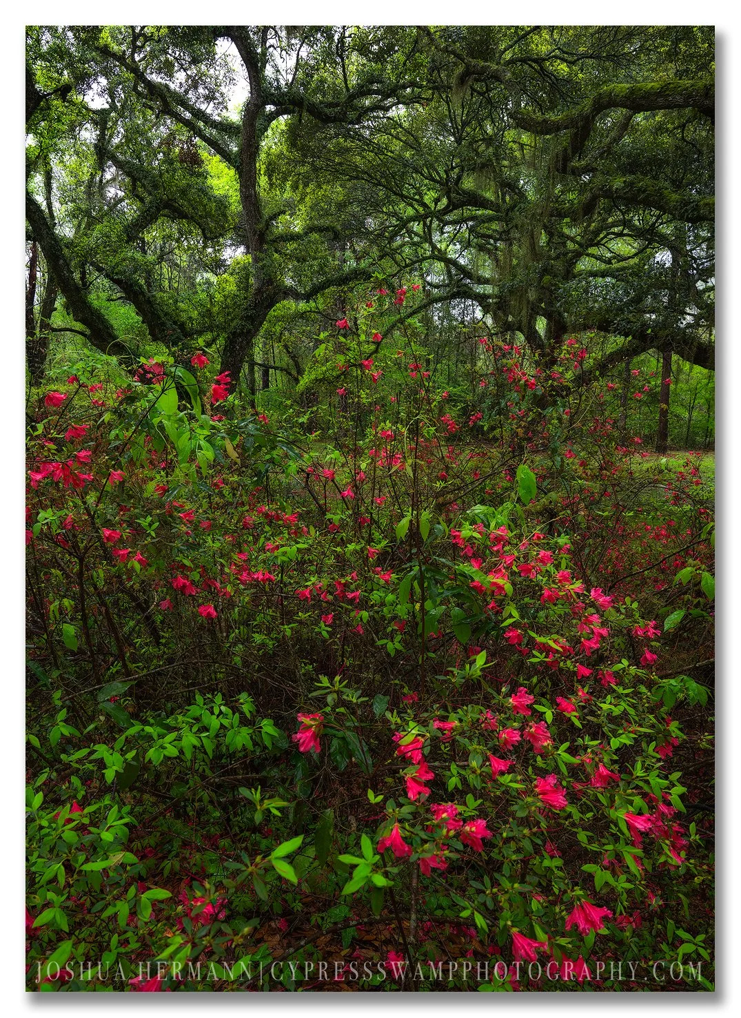 azalea bloom under live oak trees louisiana