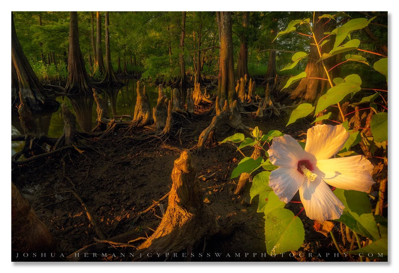 swamp hibiscus