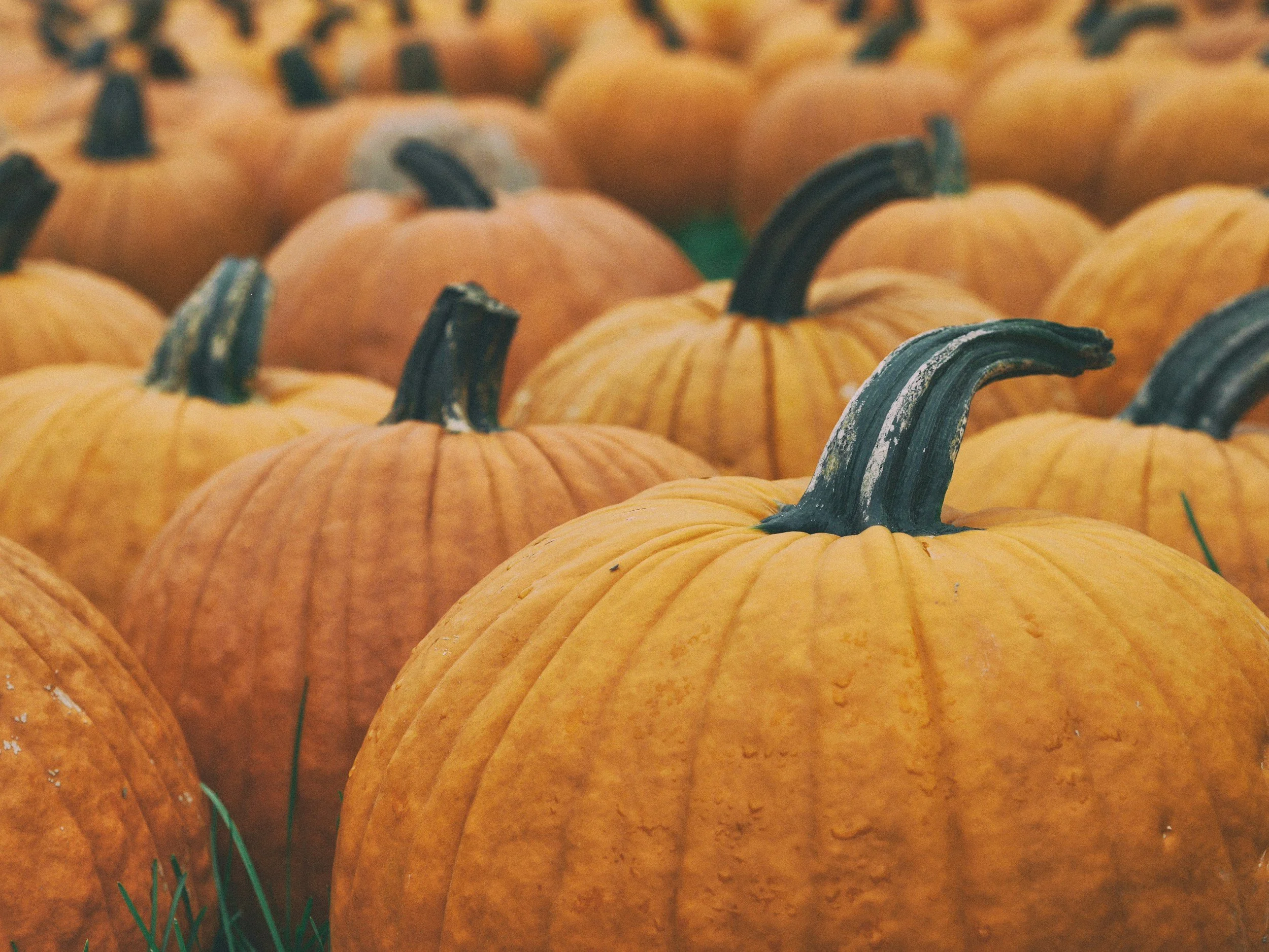 Pumpking Patch