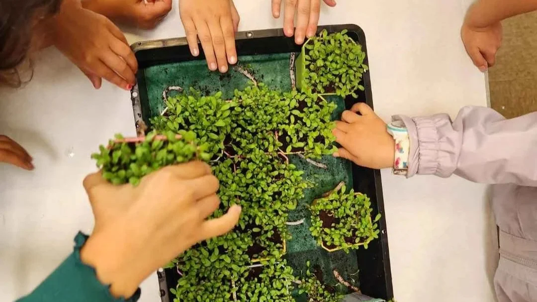 From Seed to Harvest: What Kids can Learn Through Gardening Programs