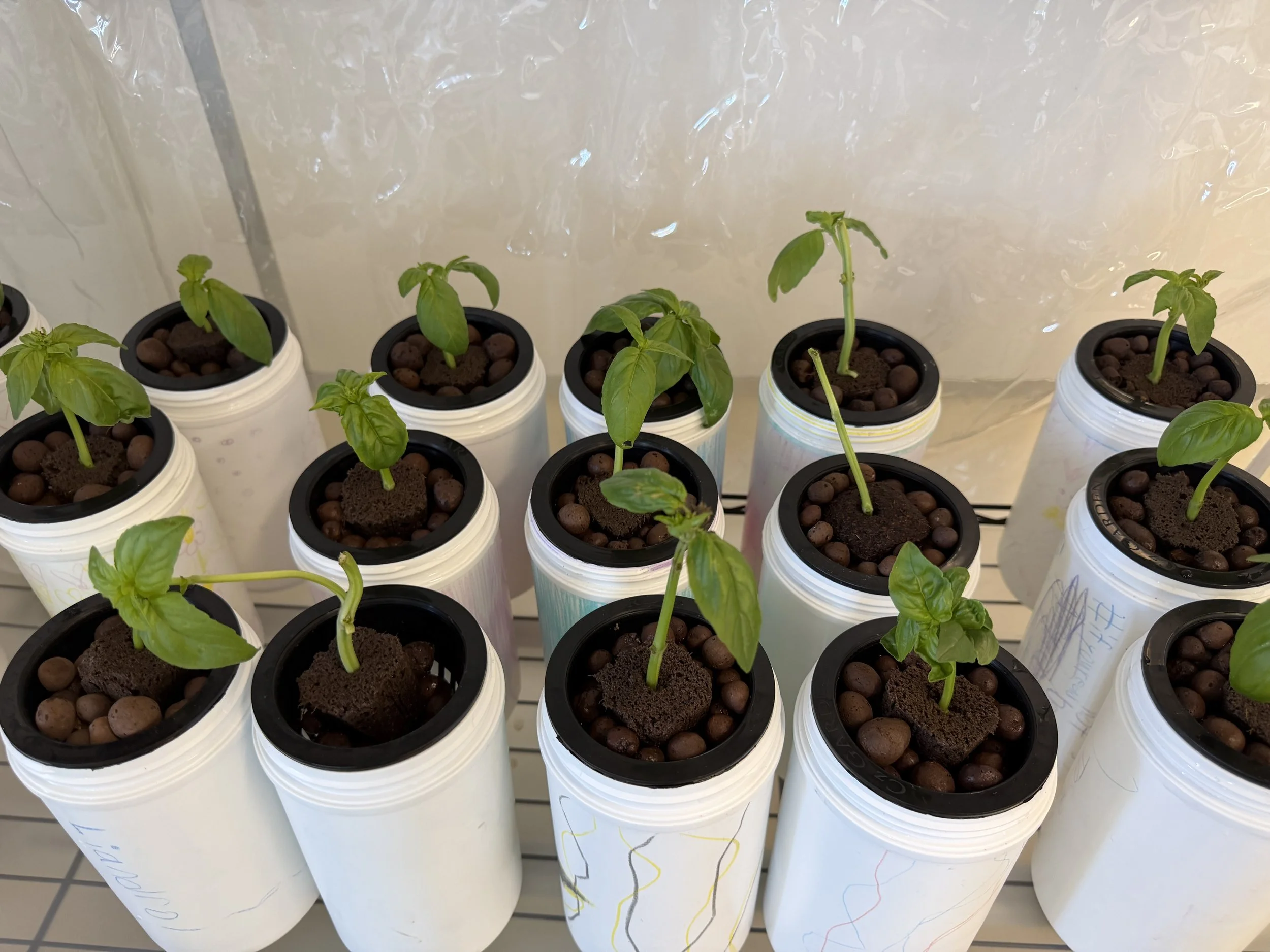 OSDSummer-Hydroponic Basil Plant-GIY-IMG_0056.JPG