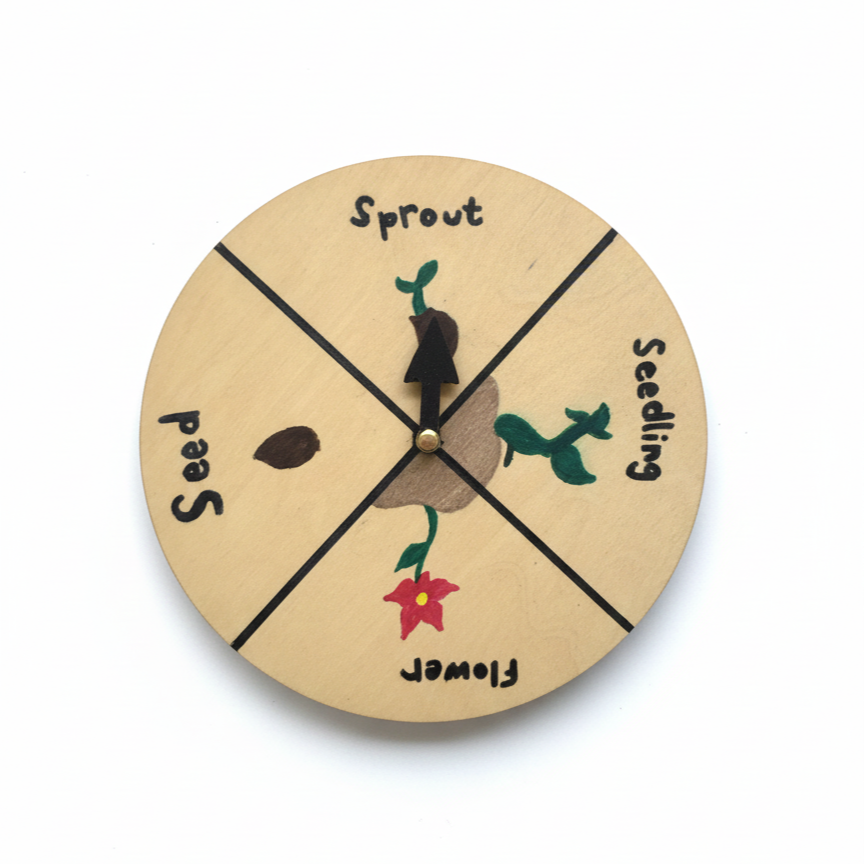 Plant Life Cycle.png