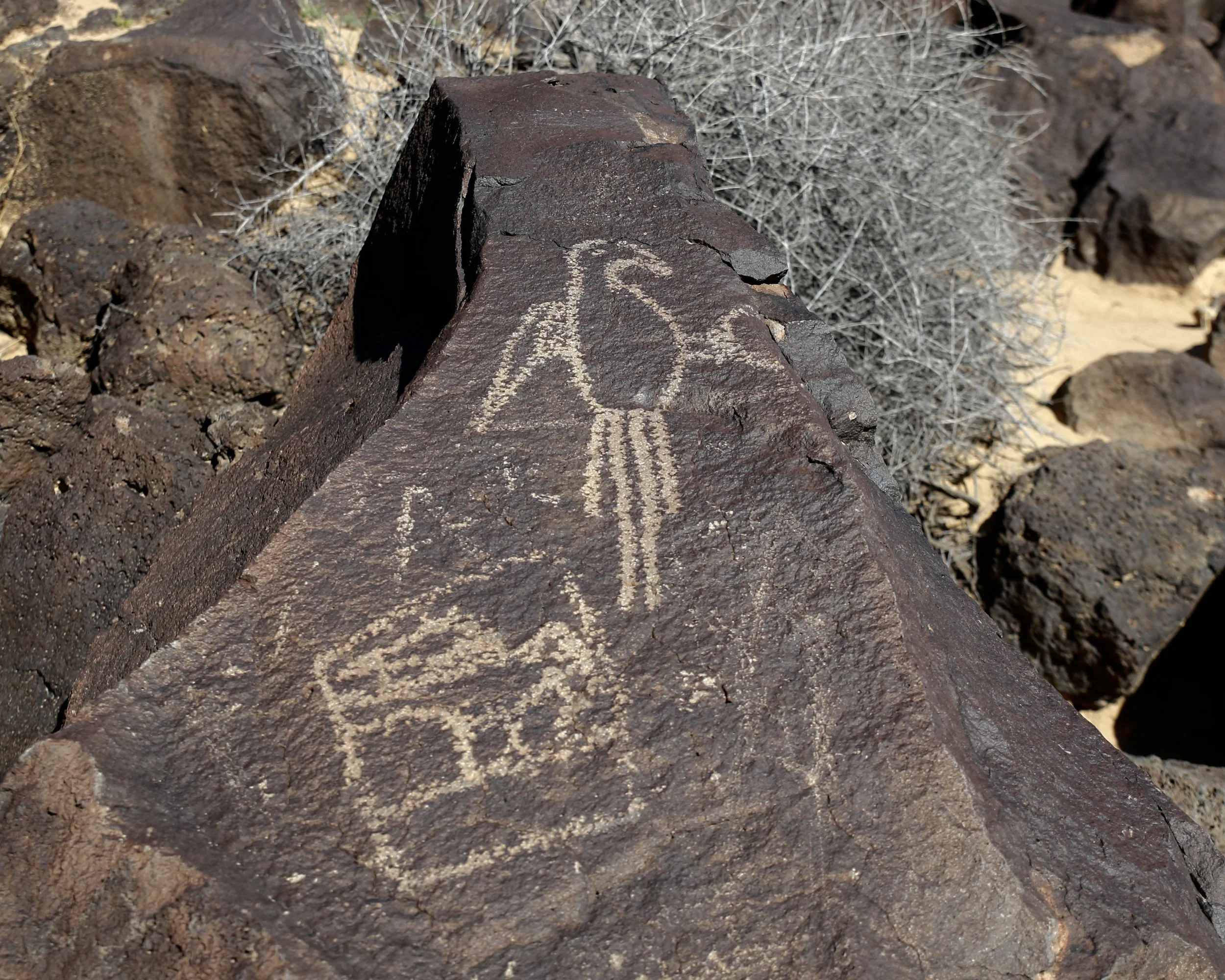 Macaw Petroglyph at Petroglyph National Monument