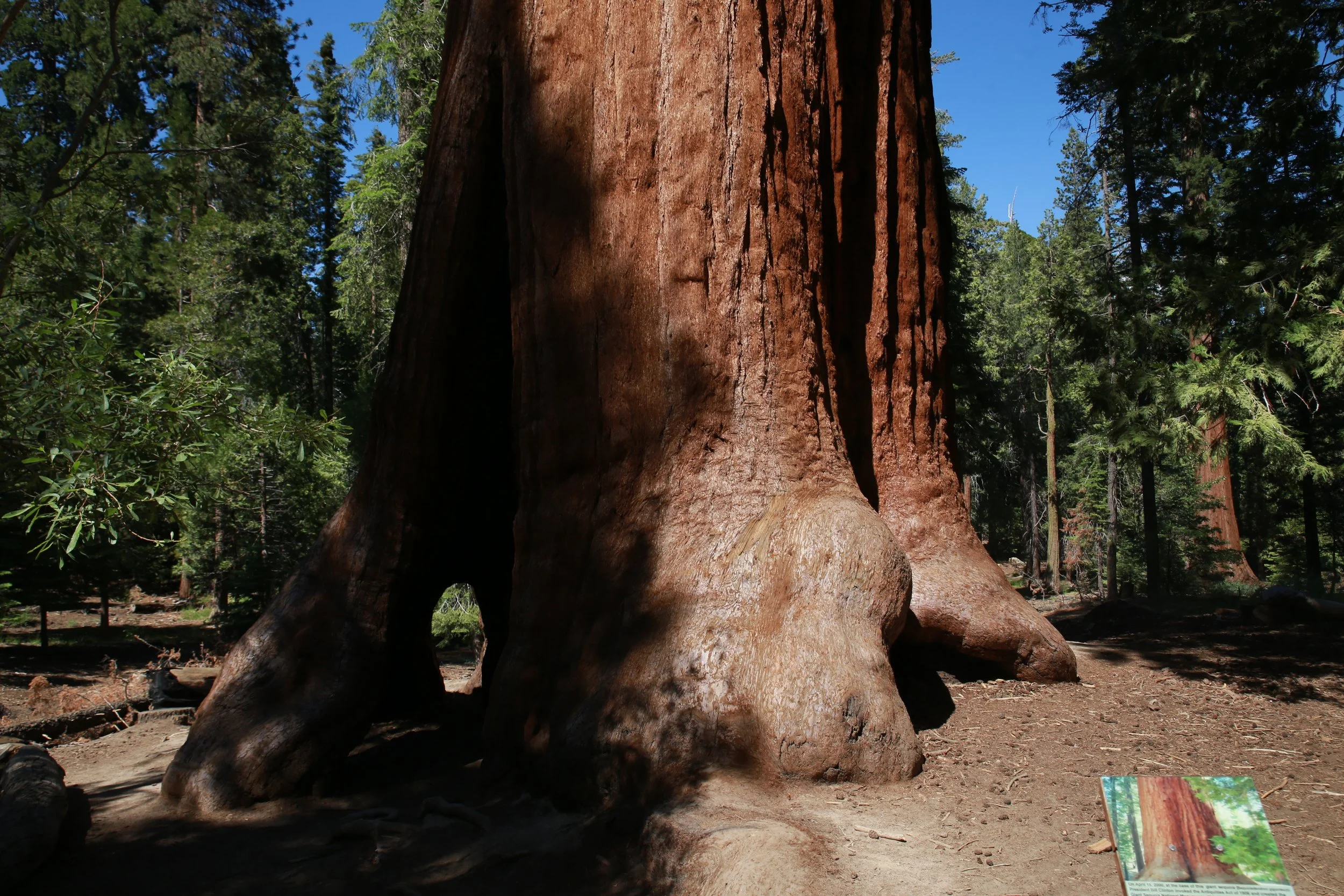 Sequoia Trees in The Southern Sierra Nevadas