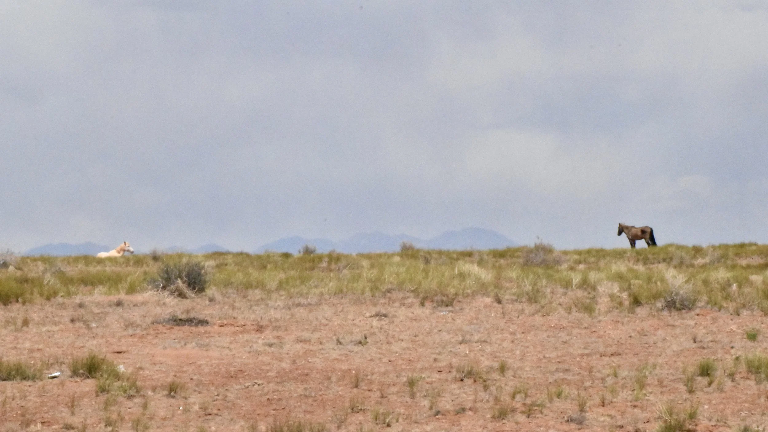 Horses on Navajo Nation Land