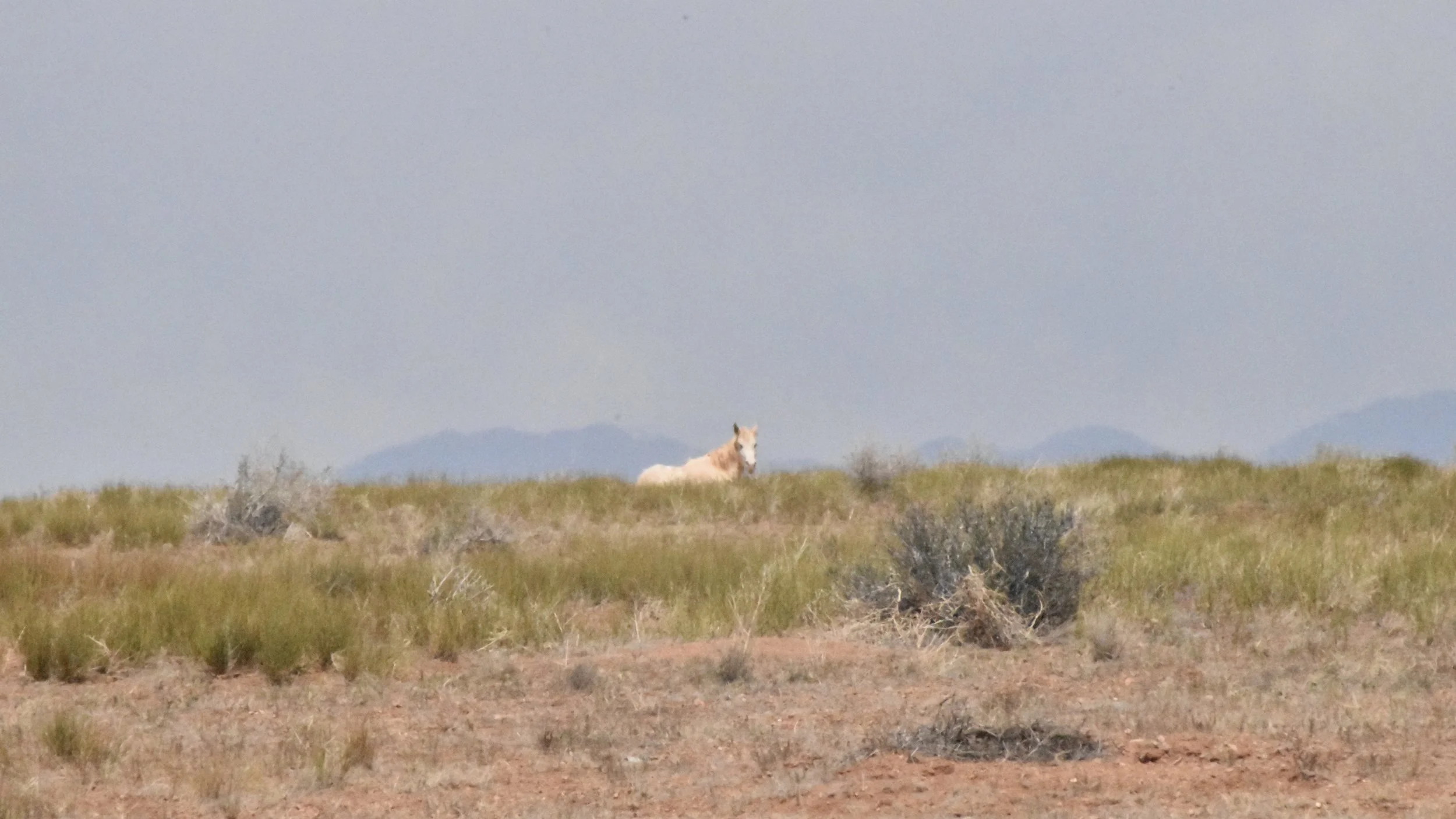 Horses on Navajo Nation Land