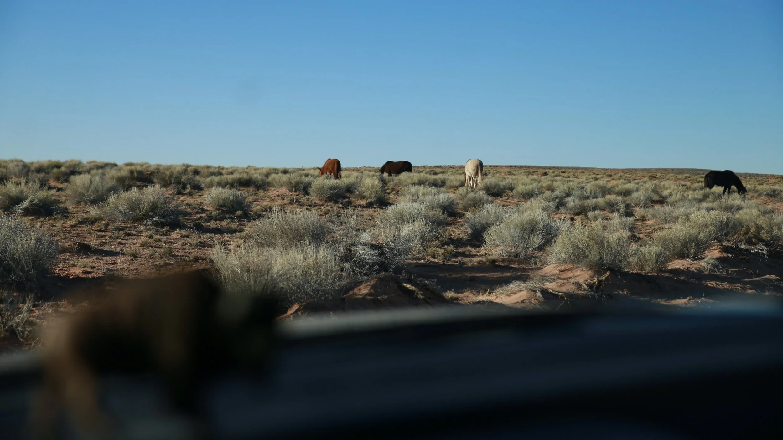 Horses on Navajo Nation Land
