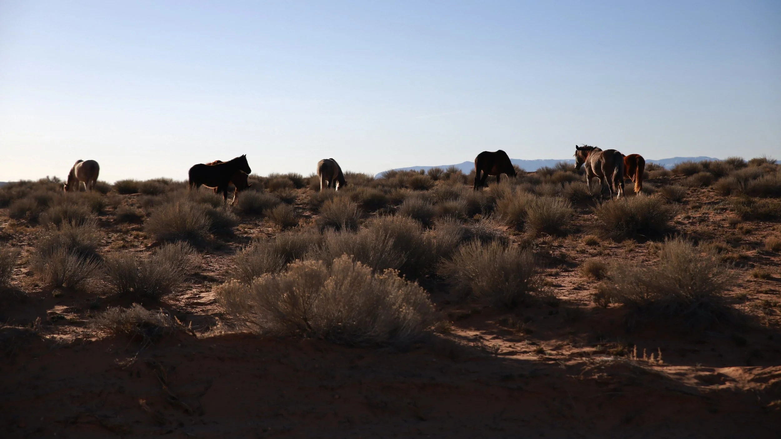 Horses on Navajo Nation Land