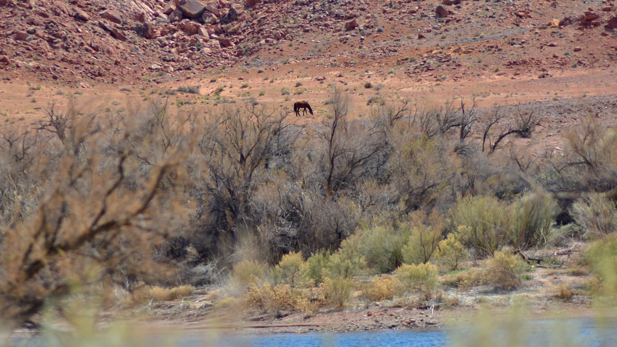 Navajo Horse Near Lee's Backbone in Lee's Ferry on the Colorado River in Arizona
