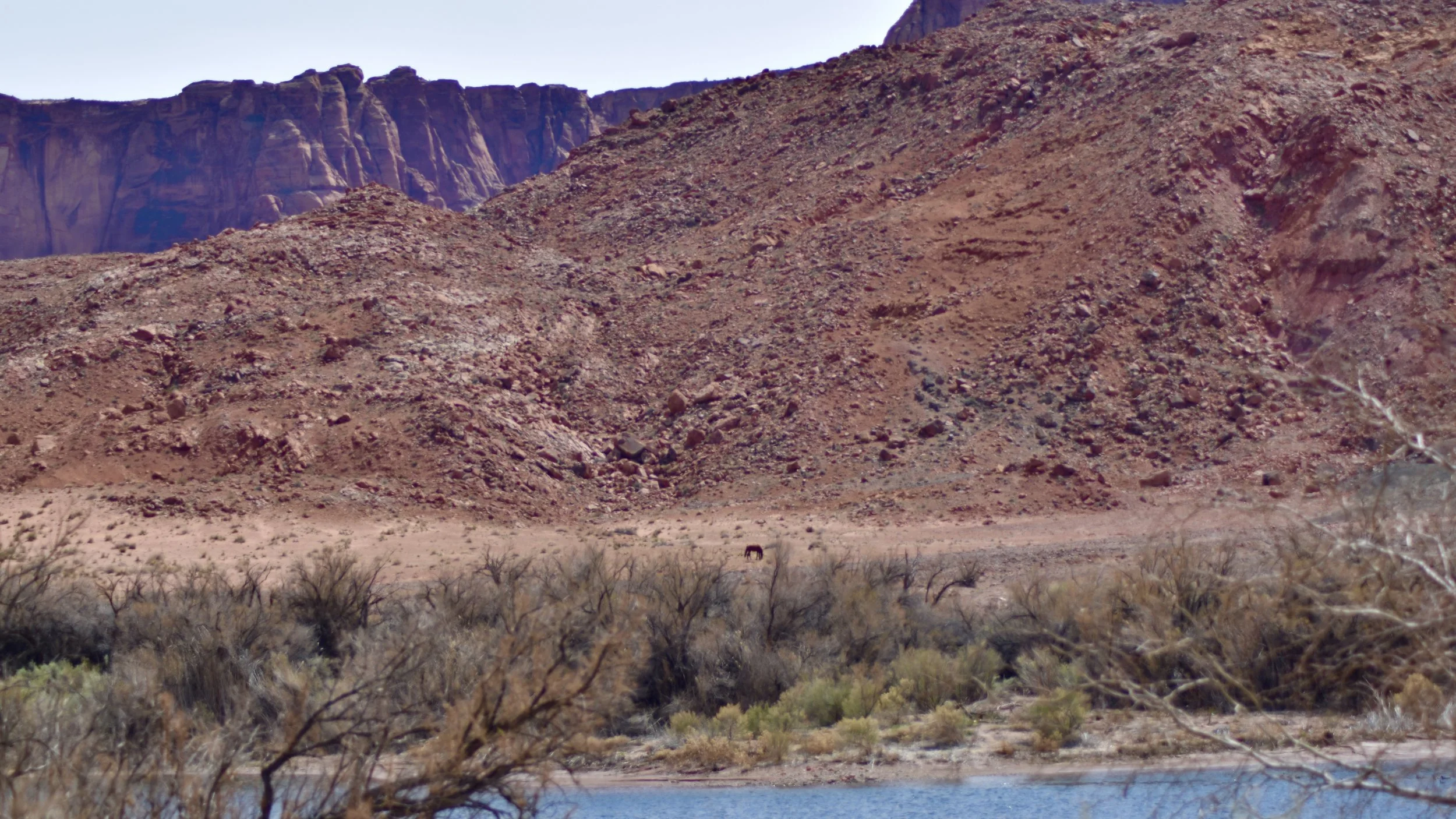 Navajo Horse Near Lee's Backbone in Lee's Ferry on the Colorado River in Arizona