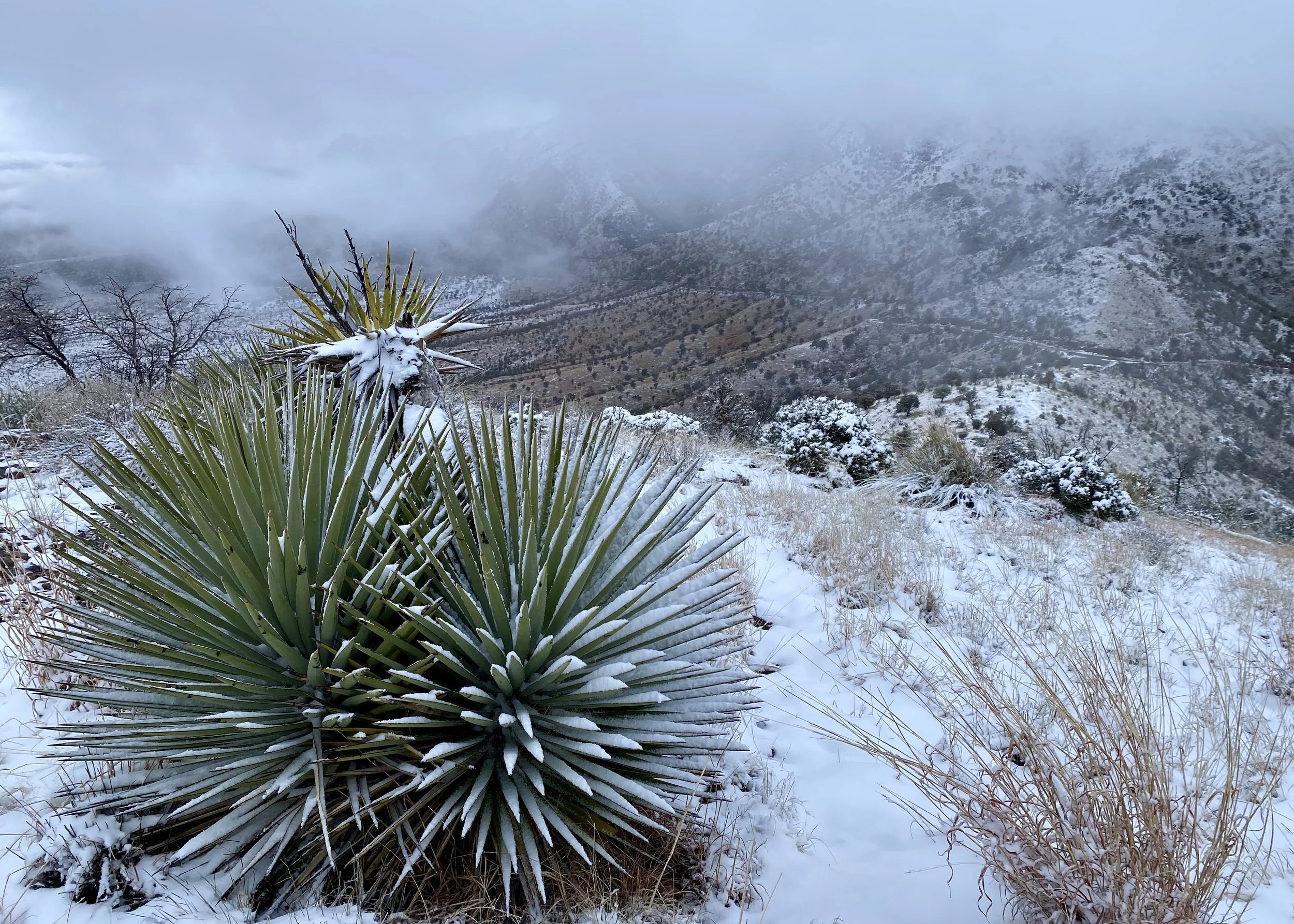 Snow at Coronado on the Border of Arizona and Mexico in March