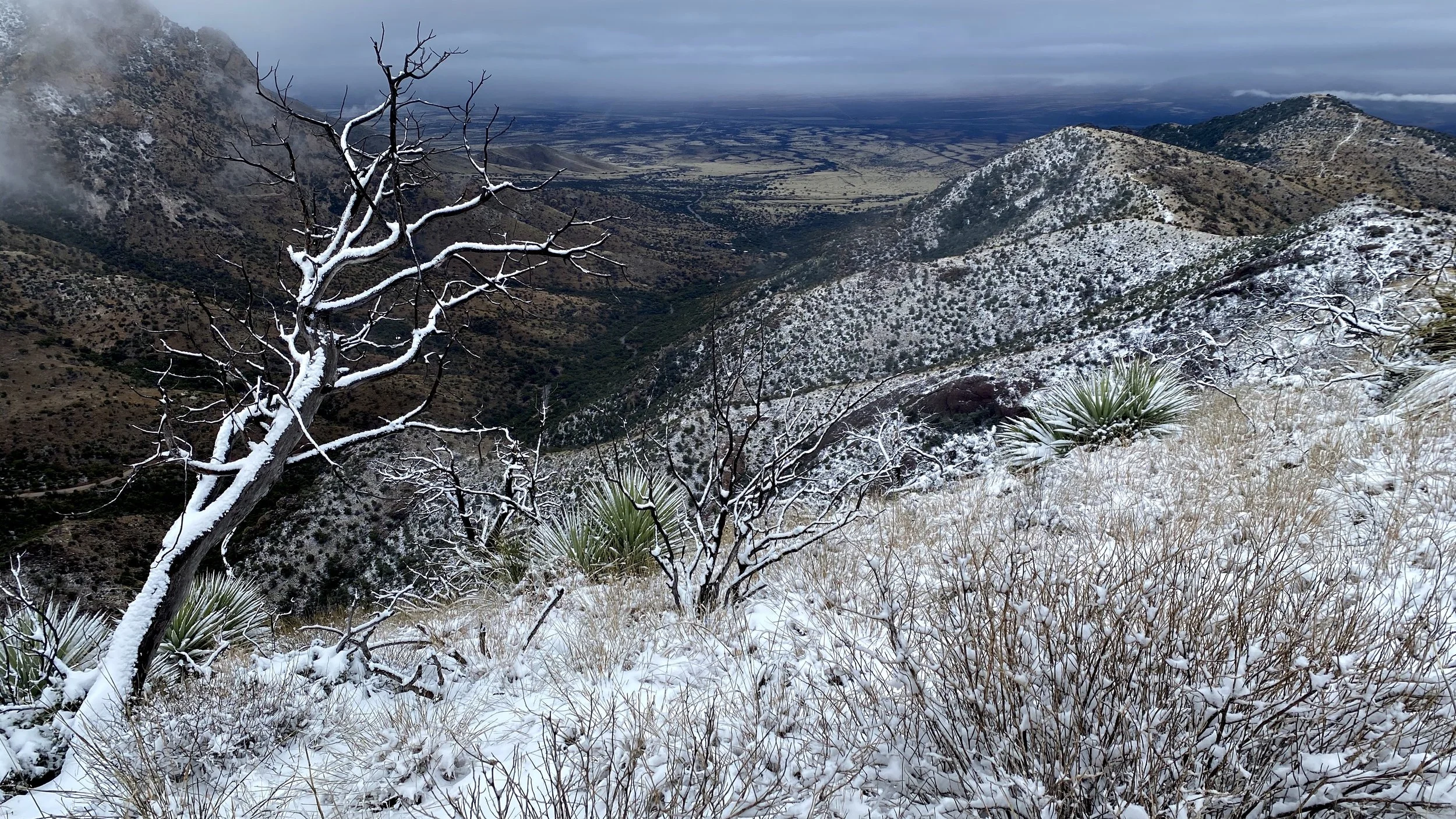 Snow at Coronado on the Border of Arizona and Mexico in March