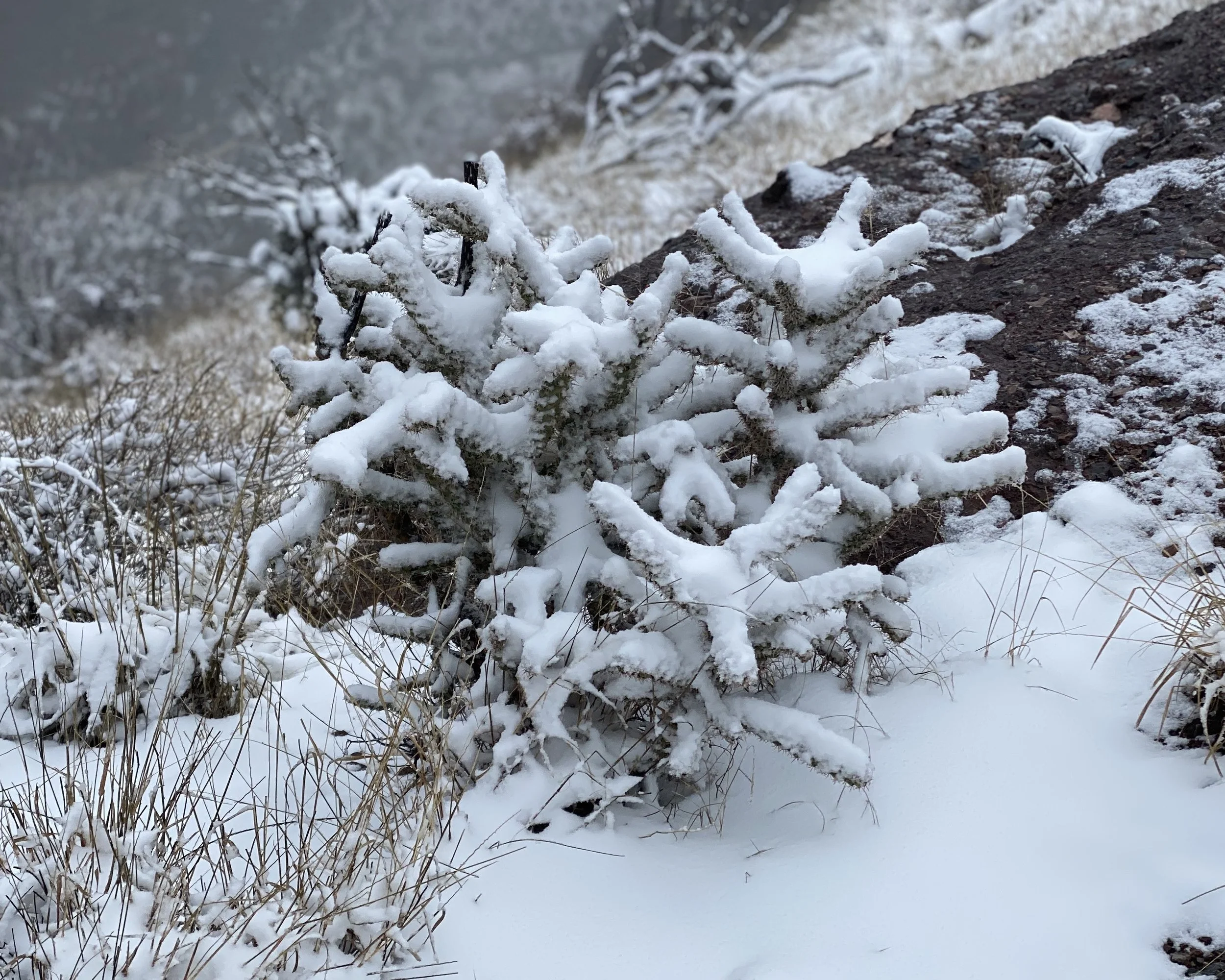 Snow at Coronado on the Border of Arizona and Mexico in March