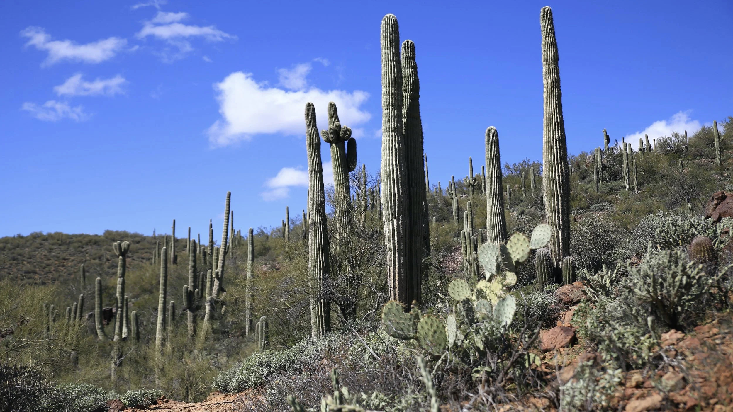 Saguaro Cactus Country Near Phoenix in Arizona