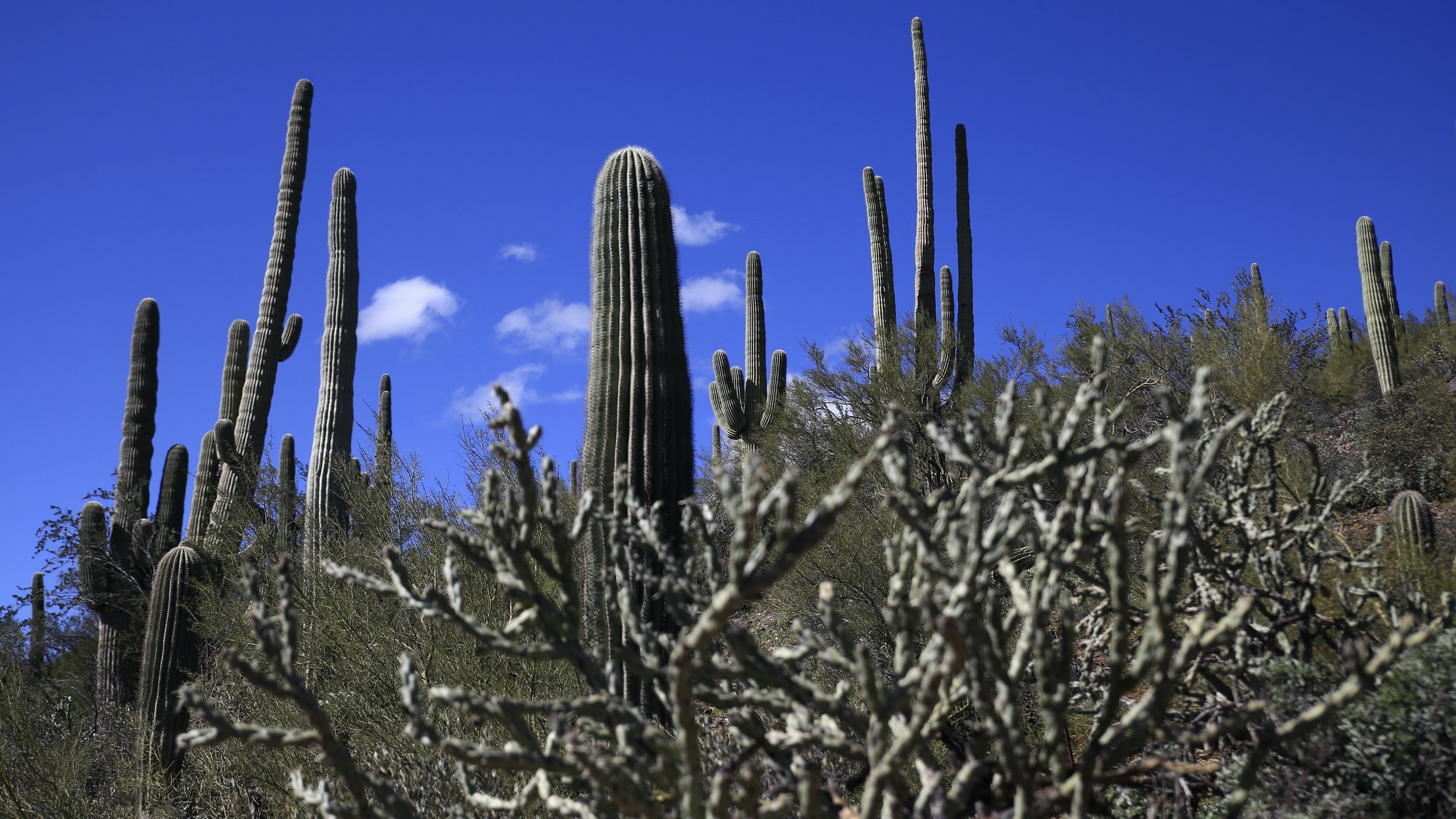 Saguaro Cactus Country Near Phoenix in Arizona