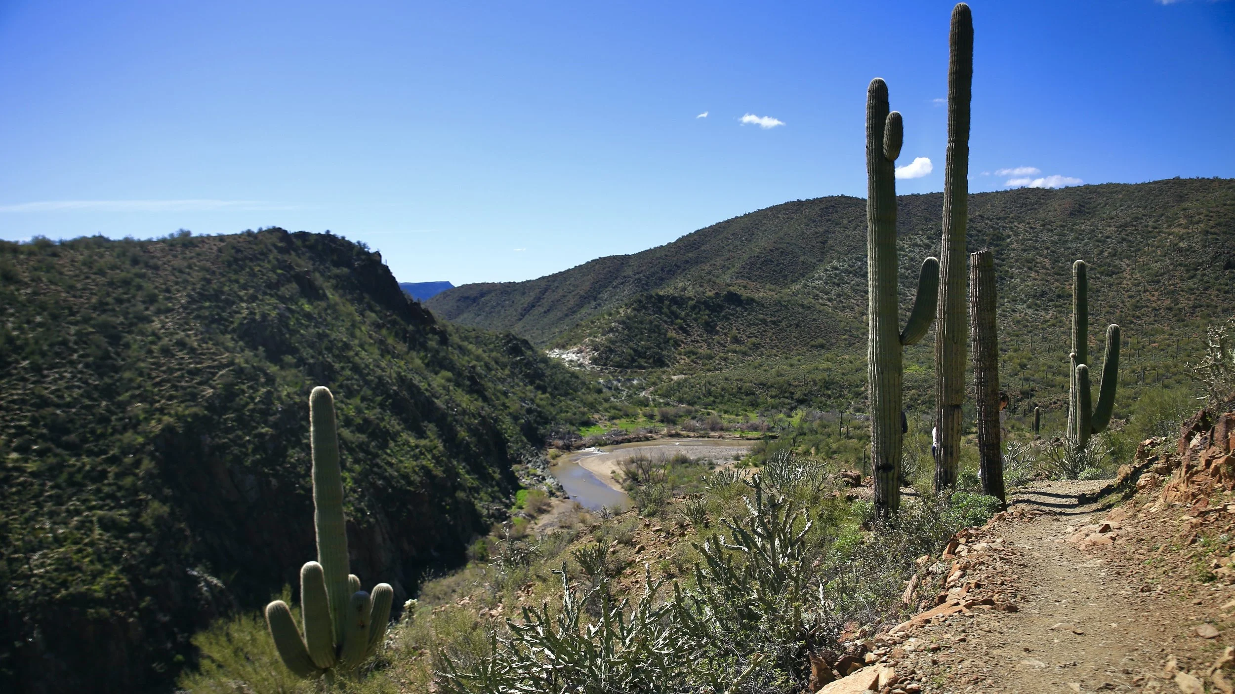Saguaro Cactus Country Near Phoenix in Arizona