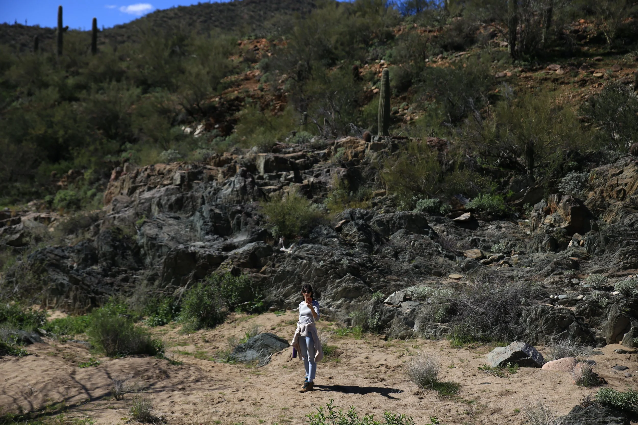 Saguaro Cactus Country Near Phoenix in Arizona