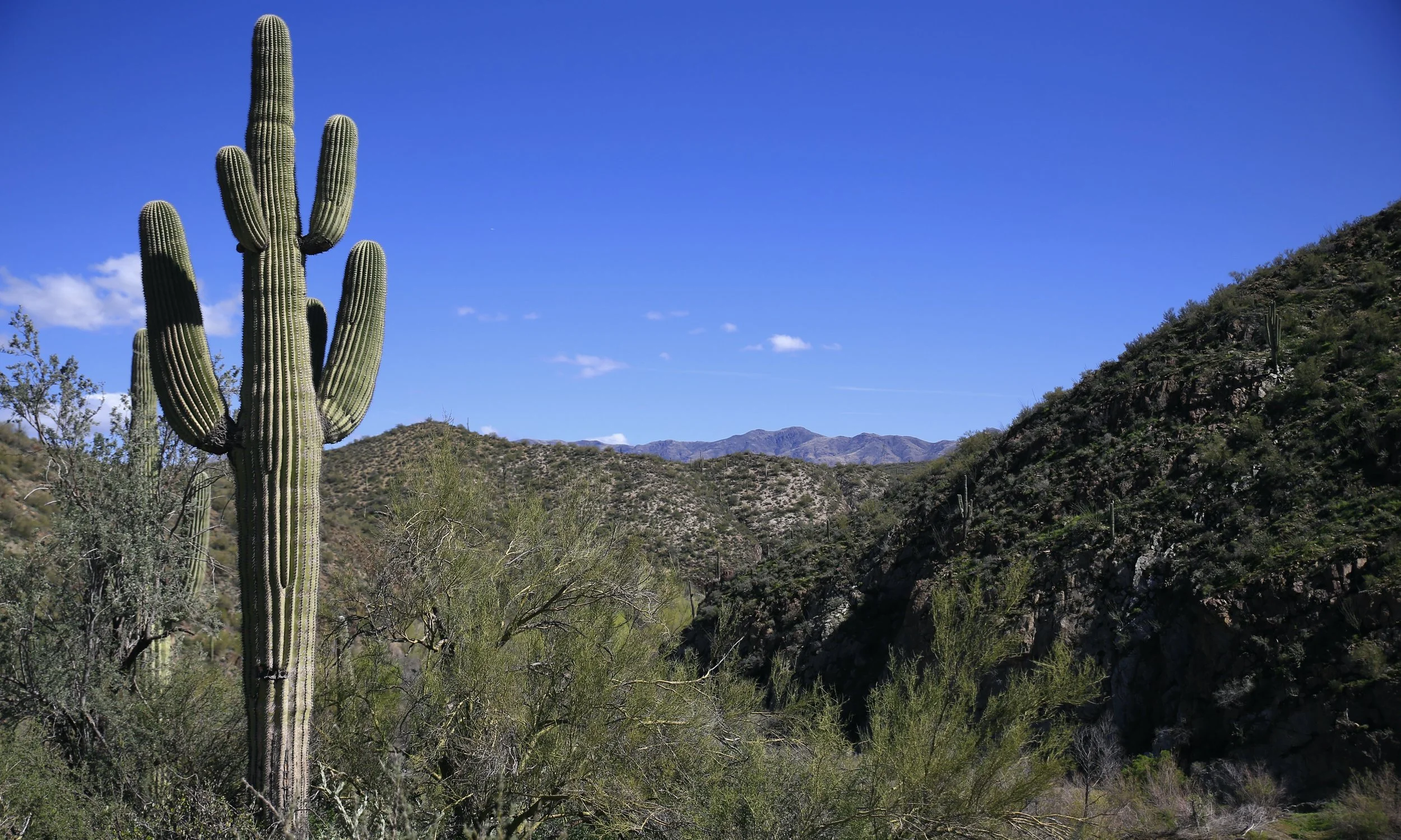 Saguaro Cactus Country Near Phoenix in Arizona