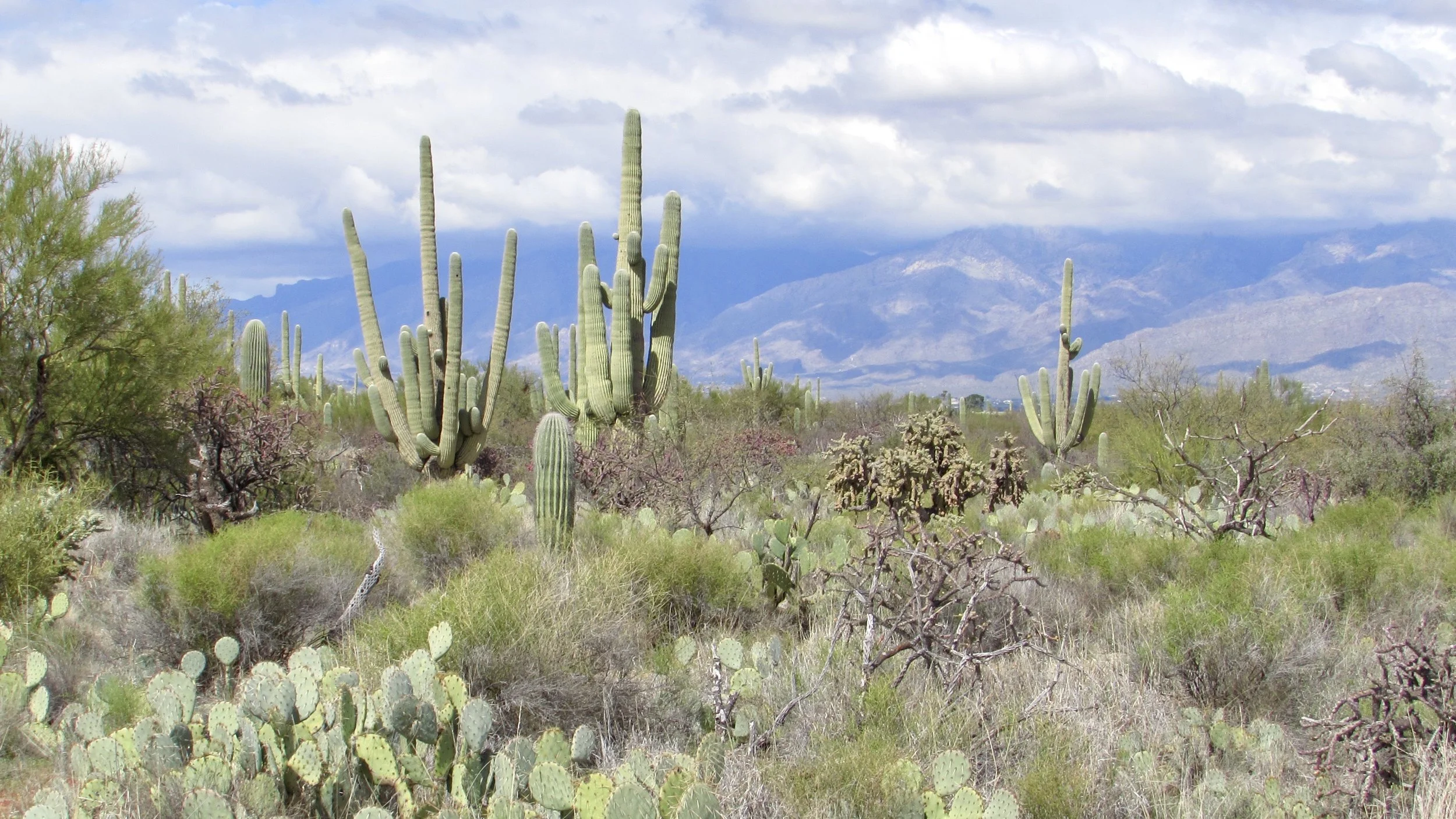Tucson Wilderness