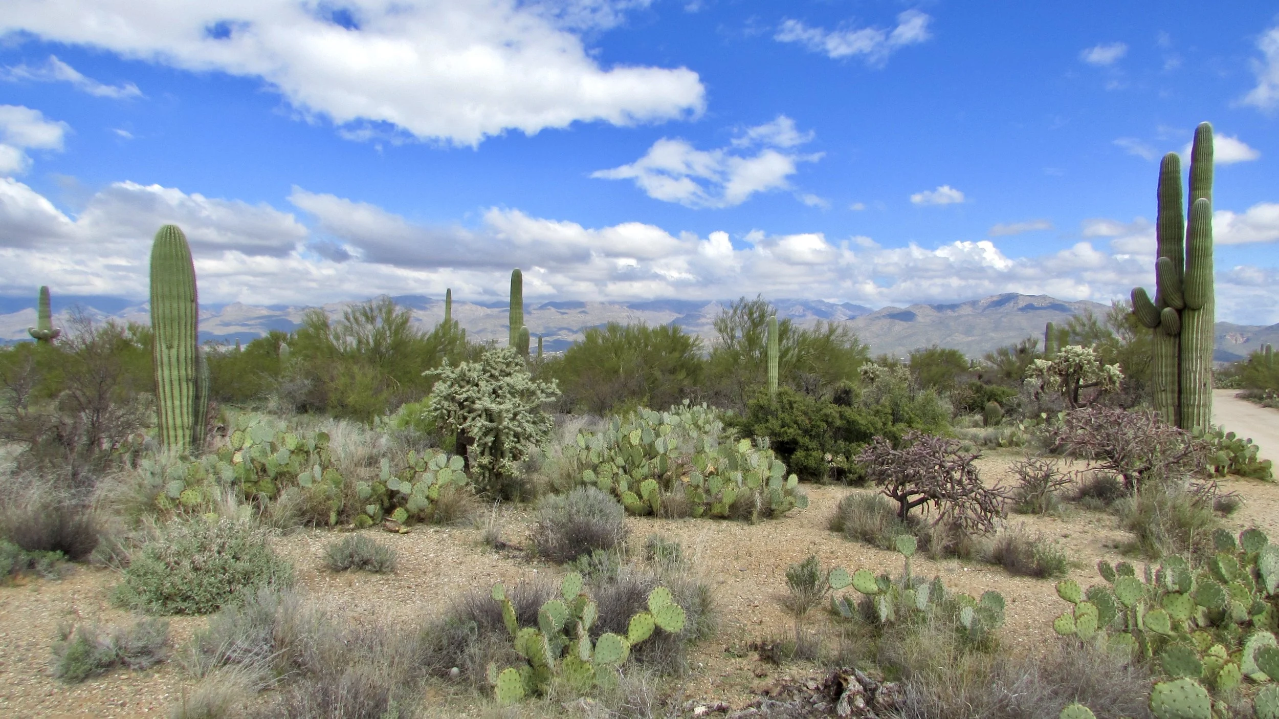 Tucson Wilderness