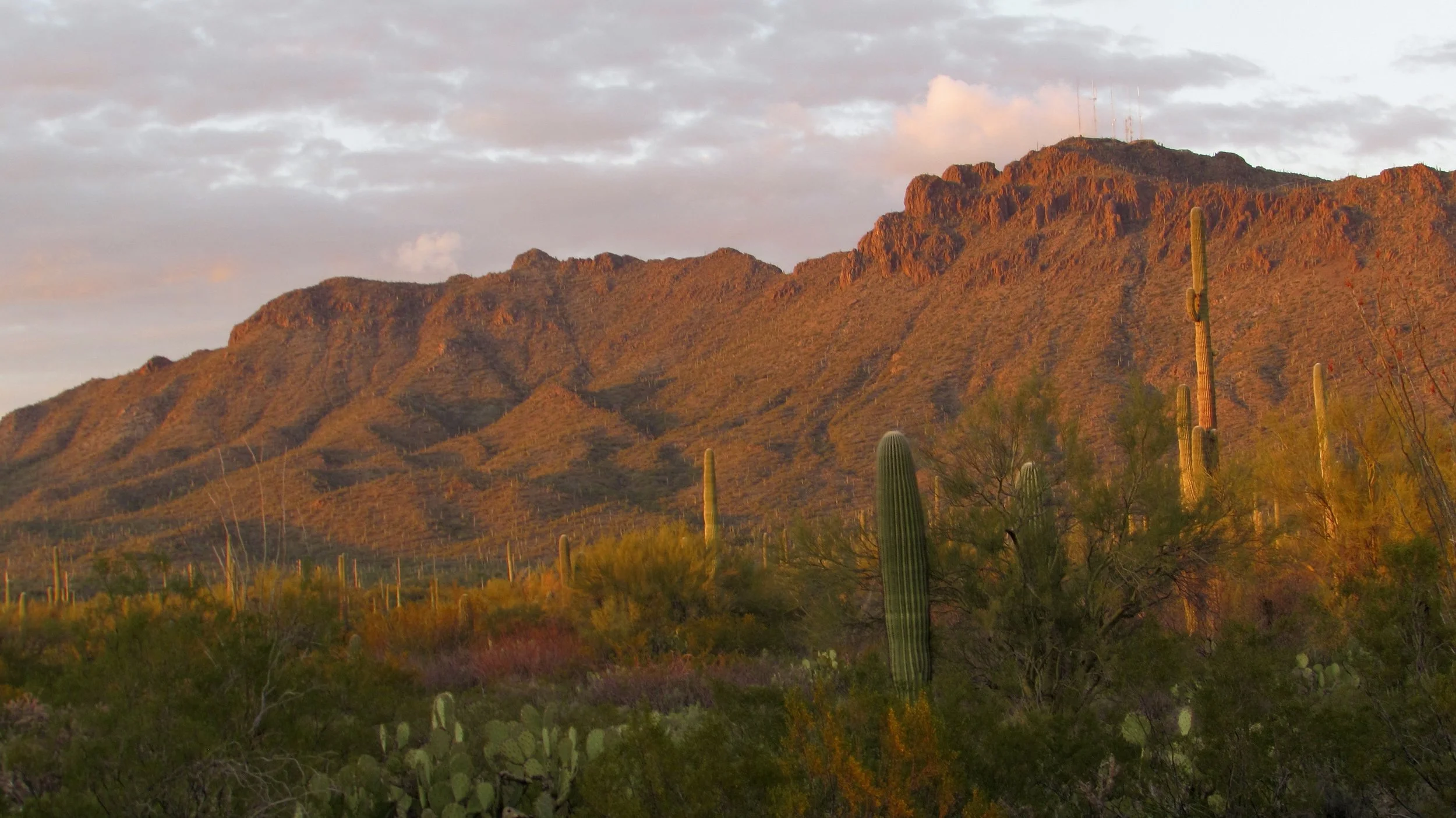 Tucson Wilderness