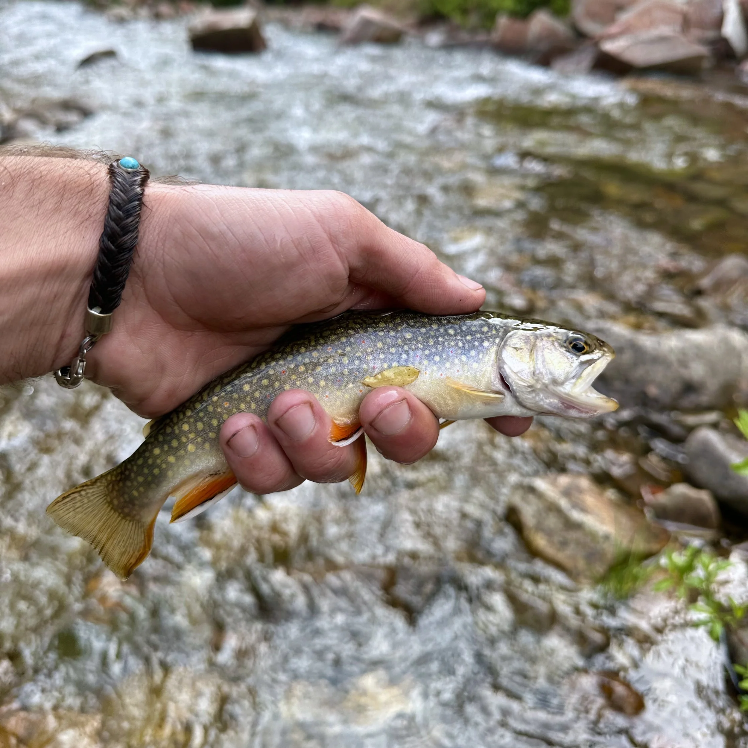 There is a road in the Western San Juan Mountains that you can take north from Highway 145 that will lead you to some of the best and most beautiful fly fishing spots imaginable. The trout ain’t large, but they are always a-bitin’. If you take the We