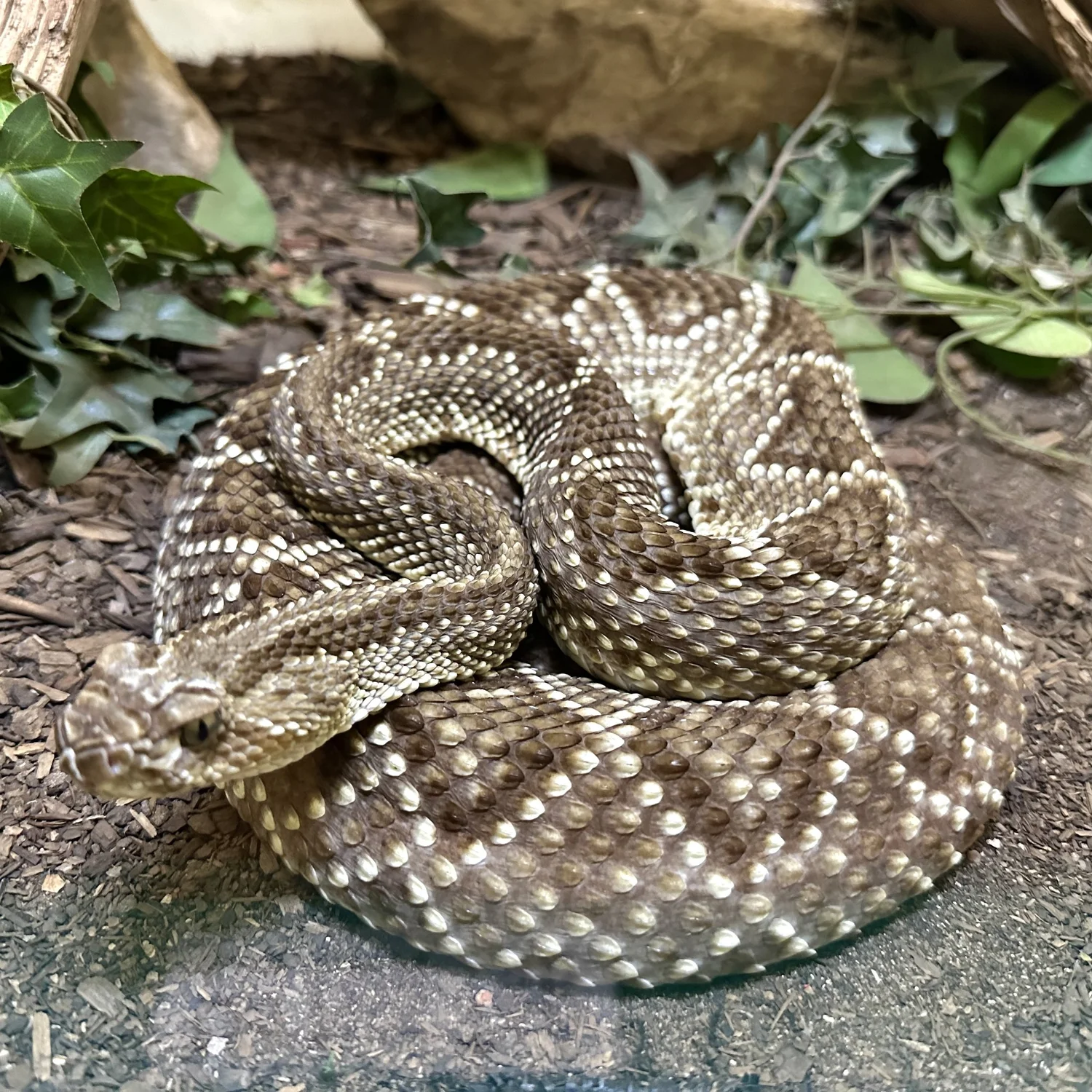 Rattlesnake Museum & Gift Shop in Old Town Albuquerque, New Mexico in ...