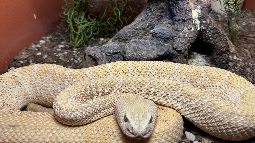 Rattlesnake Museum & Gift Shop in Old Town Albuquerque, New Mexico in ...