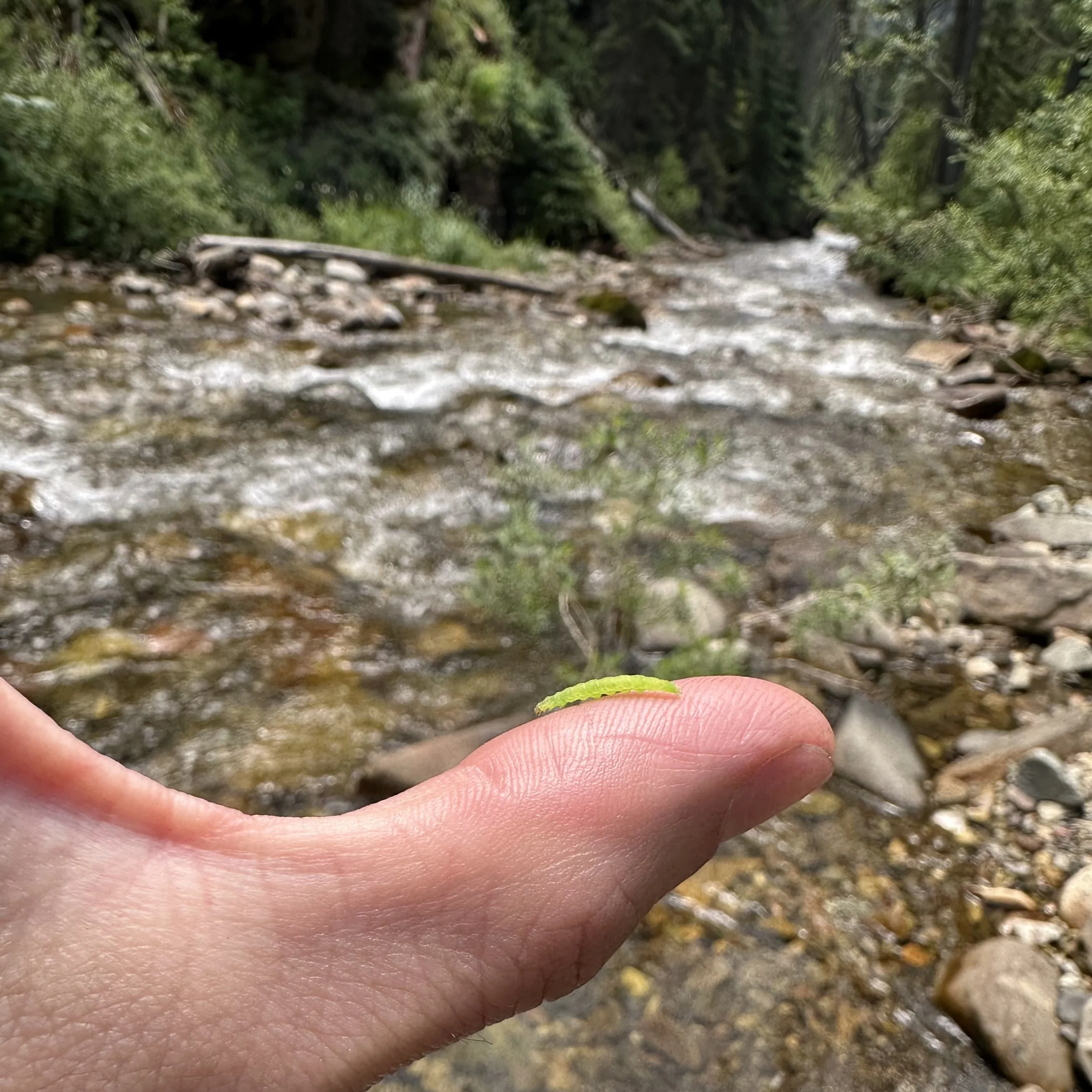 There is a road in the Western San Juan Mountains that you can take north from Highway 145 that will lead you to some of the best and most beautiful fly fishing spots imaginable. The trout ain’t large, but they are always a-bitin’. If you take the We