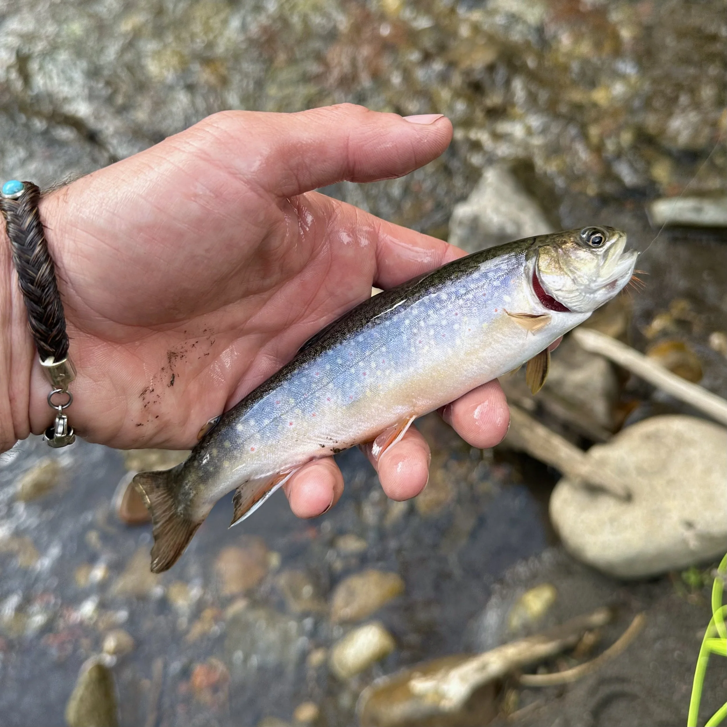 There is a road in the Western San Juan Mountains that you can take north from Highway 145 that will lead you to some of the best and most beautiful fly fishing spots imaginable. The trout ain’t large, but they are always a-bitin’. If you take the We