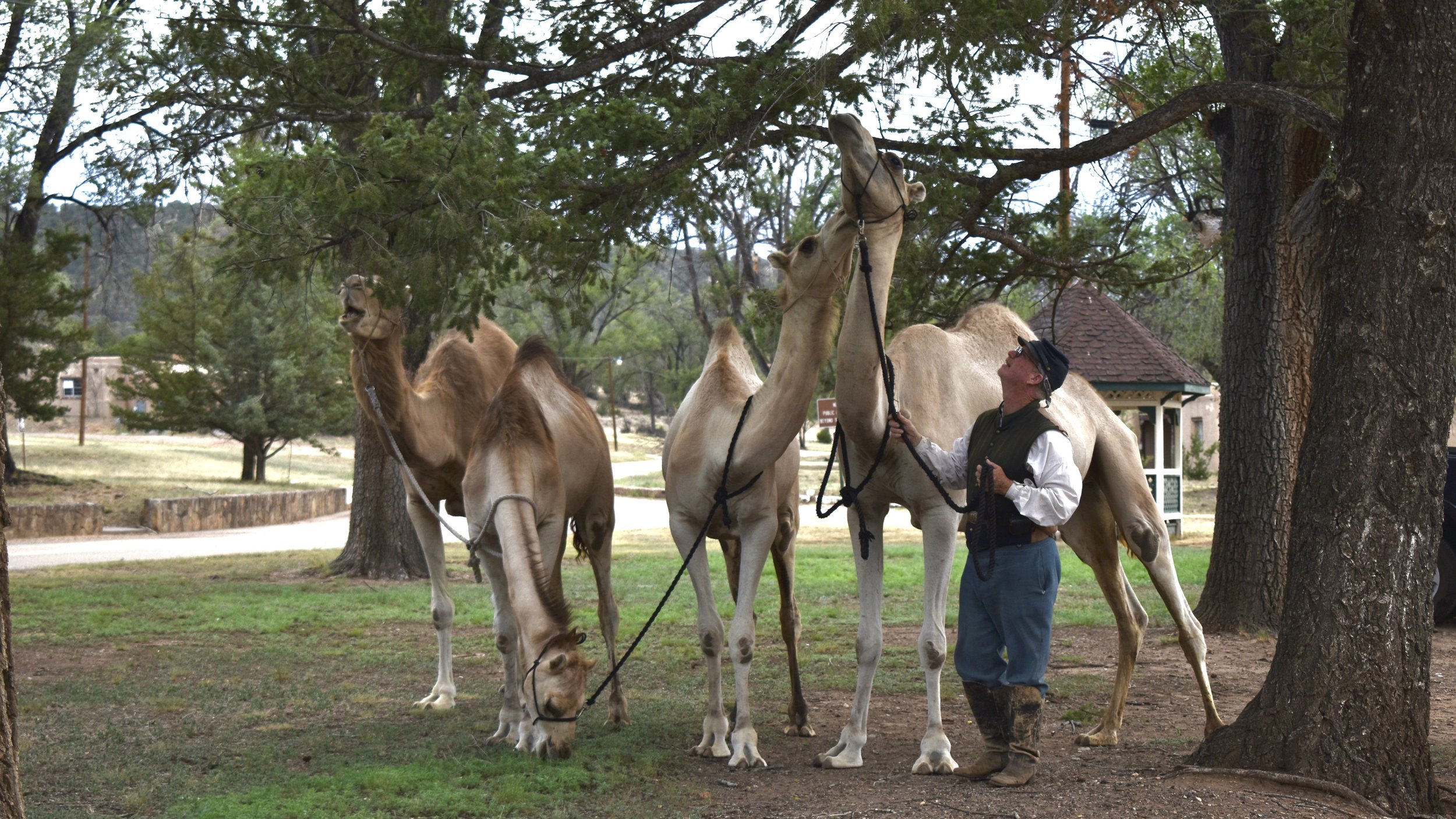 Jeff Davis' Camel Corps. Fort Stanton, New Mexico. 