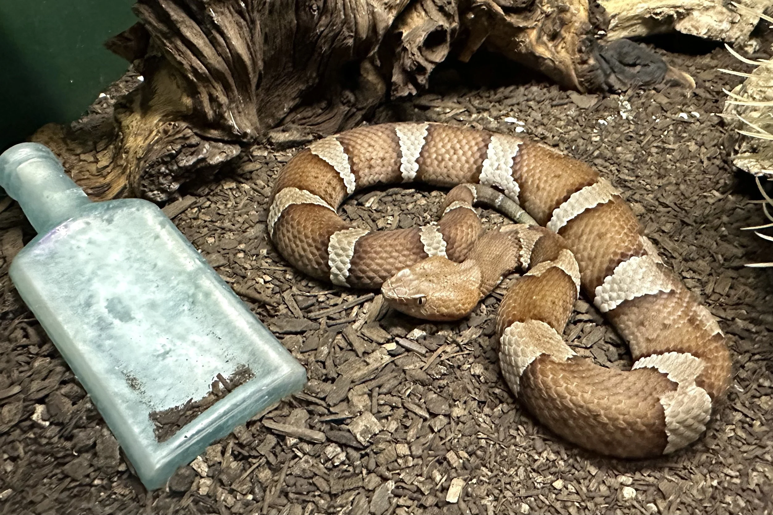 Rattlesnake Museum & Gift Shop in Old Town Albuquerque, New Mexico in ...