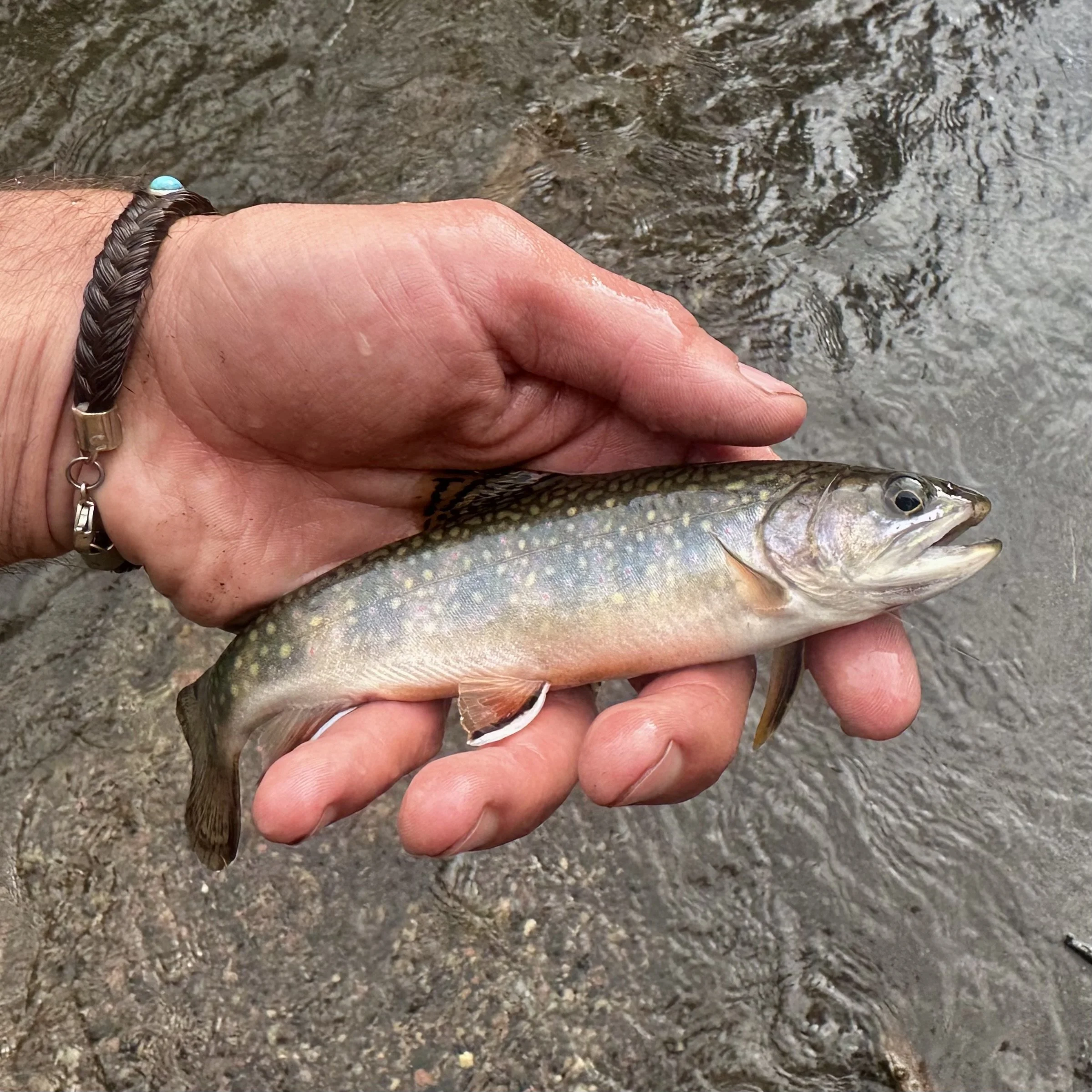 There is a road in the Western San Juan Mountains that you can take north from Highway 145 that will lead you to some of the best and most beautiful fly fishing spots imaginable. The trout ain’t large, but they are always a-bitin’. If you take the We