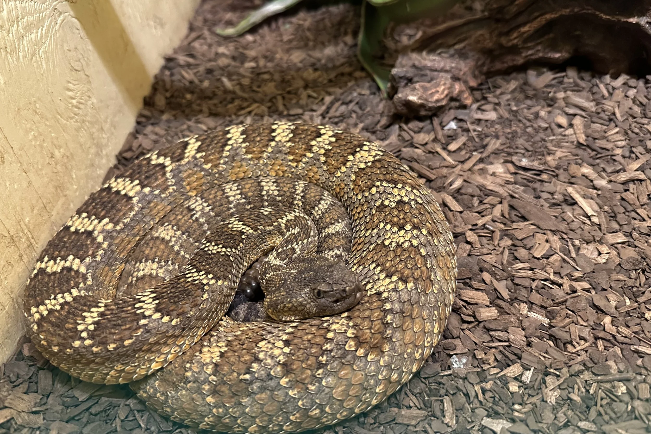 Rattlesnake Museum & Gift Shop in Old Town Albuquerque, New Mexico in ...
