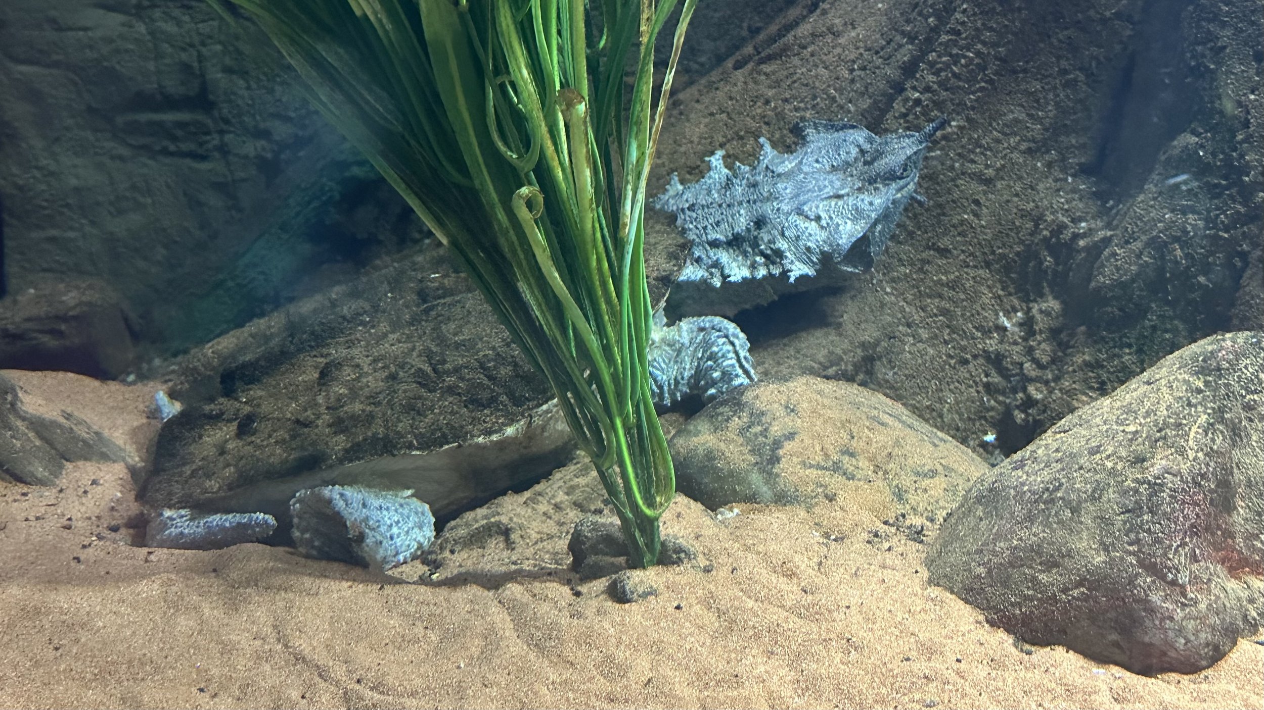 Matamata Turtle