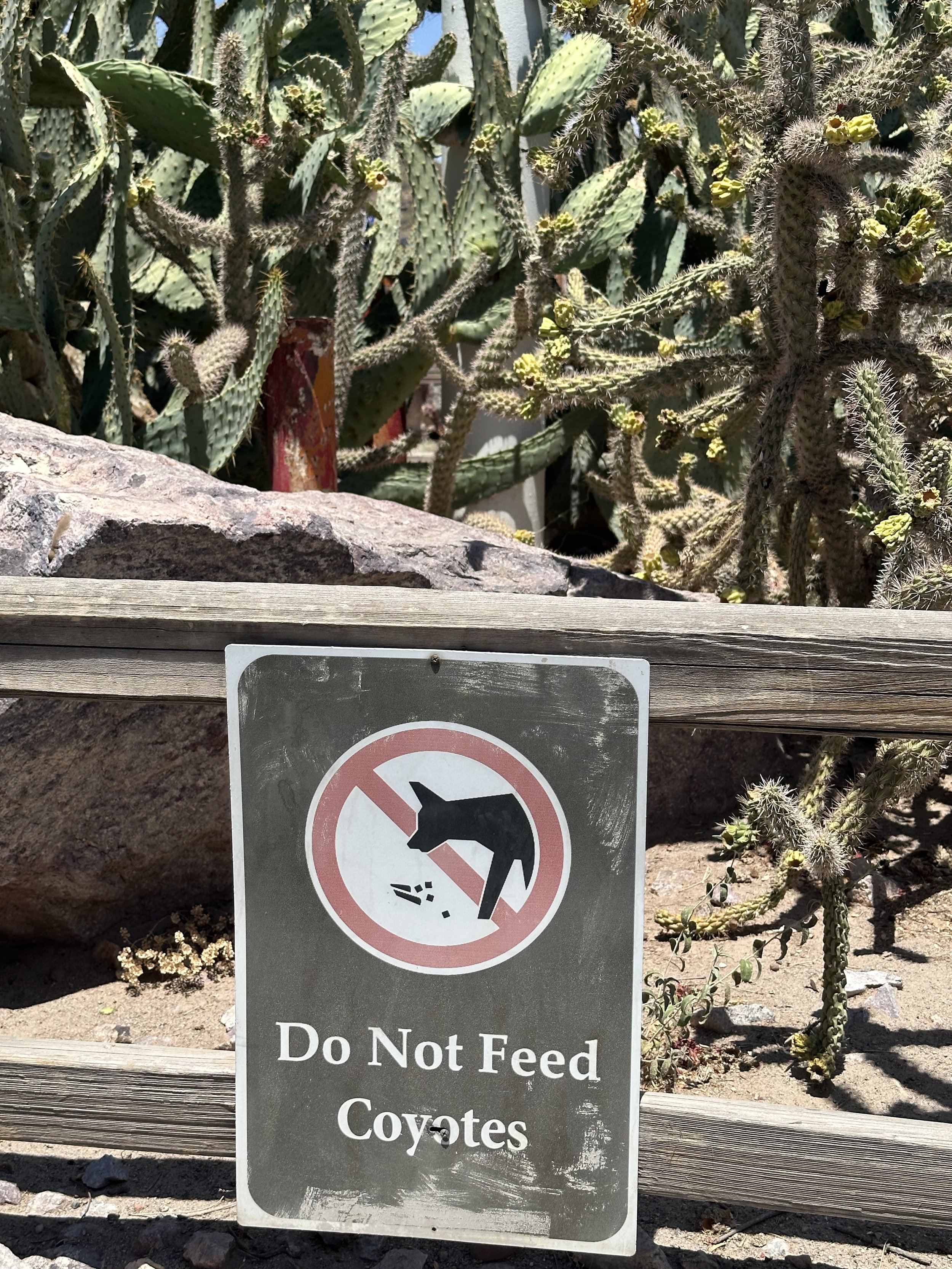 If you’re leaving Tucson and heading west towards Organ Pipe Cactus National Monument you’ll be traveling on the beautiful Saguaro and mountain filled drive that is Highway 86 in southern Arizona. And what an absolutely gorgeous drive it is.