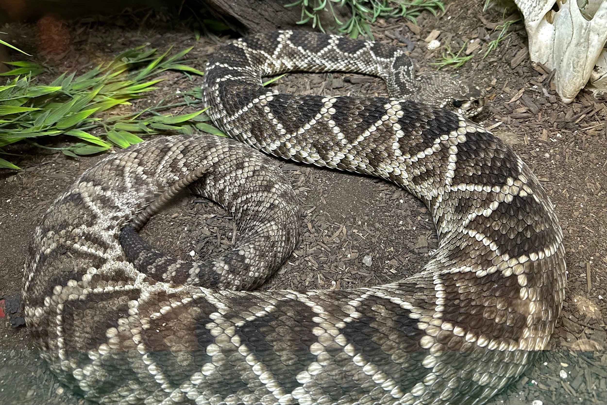 Rattlesnake Museum & Gift Shop in Old Town Albuquerque, New Mexico in ...